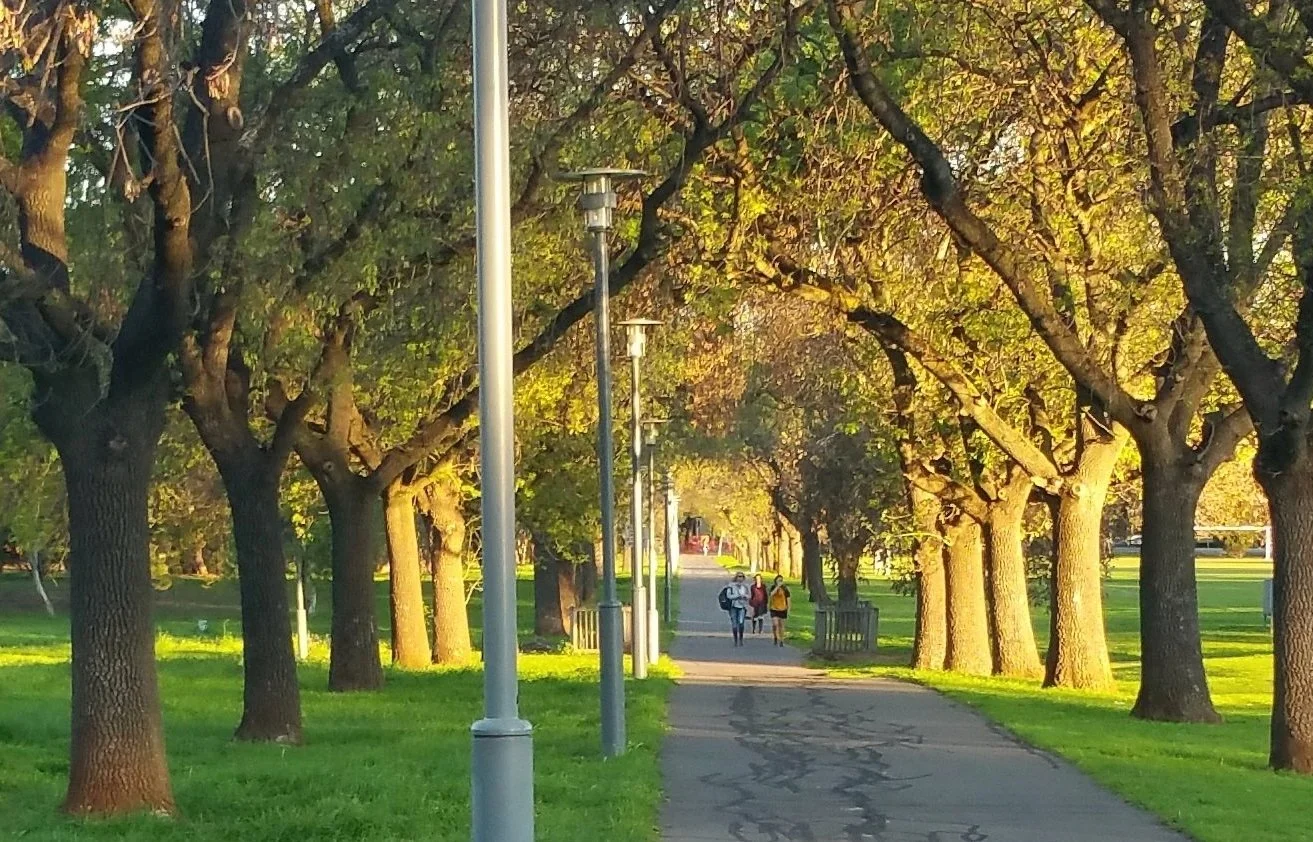 Many parts of your #adelaideparklands feature diagonal tree-lined avenues; a concept devised in 1880. During our two-hour Guided Walk this Sunday through your SE Park Lands off Glen Osmond Road (Parks 18 &amp; 19) you'll walk the paths and see how th
