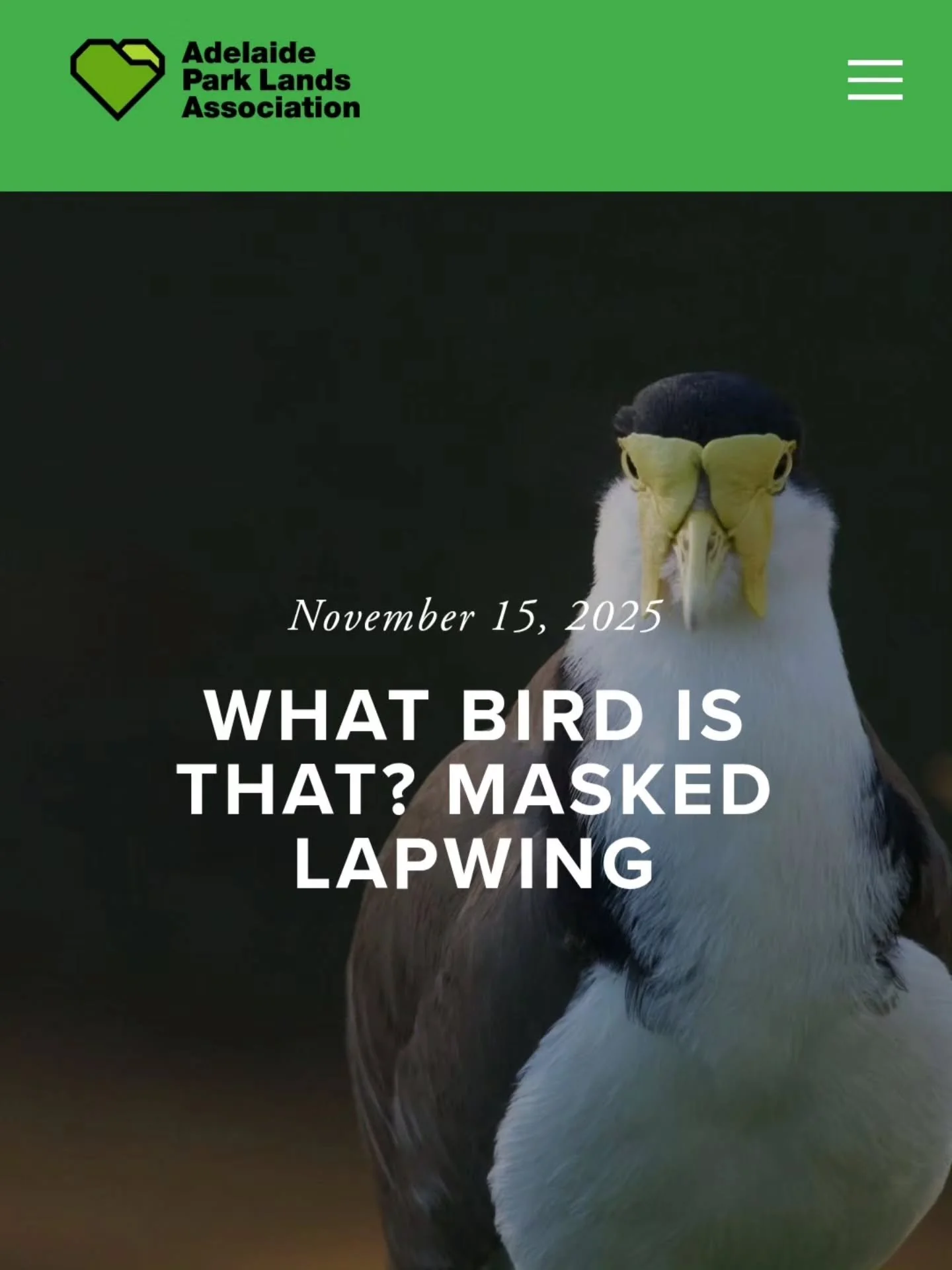 Meet one of your #adelaideparklands birds with a notorious reputation: the assertive, sometimes aggressive, and certainly ever-vigilant Masked Lapwing.

READ MORE AT THE BLOG LINK IN OUR BIO.
