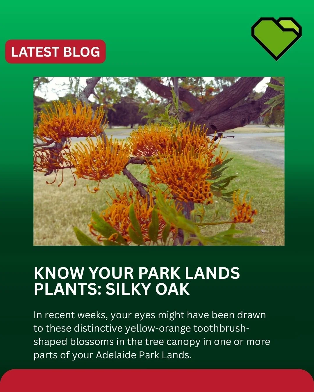 Have you spotted those bright yellow-orange &ldquo;toothbrush&rdquo; blossoms in the Park Lands lately?

They belong to the magnificent Silky Oak (Grevillea robusta)&mdash;a rainforest giant with a surprising story.

READ THE FULL STORY AT THE BLOG L
