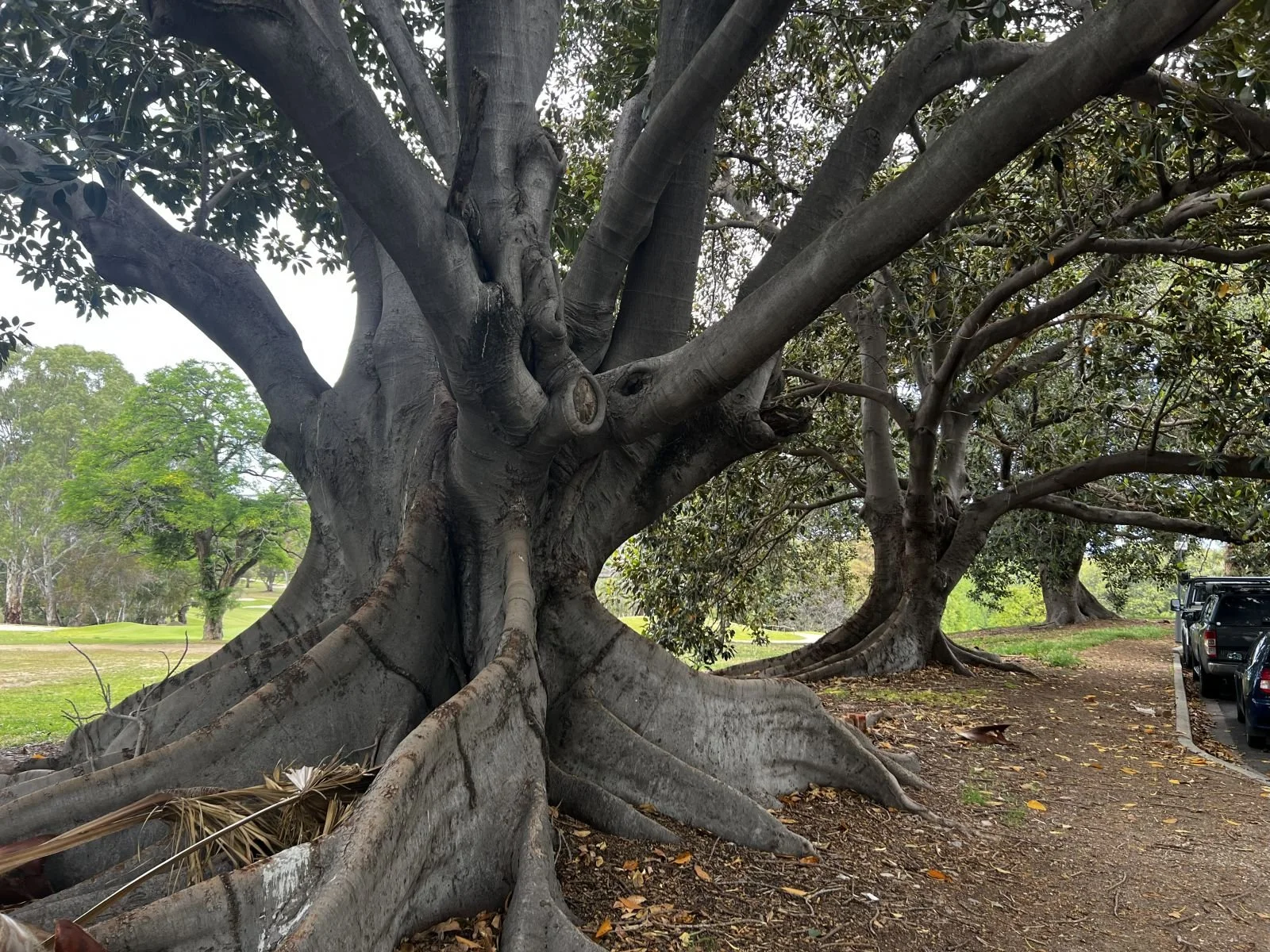 16_moreton bay figs.jpg