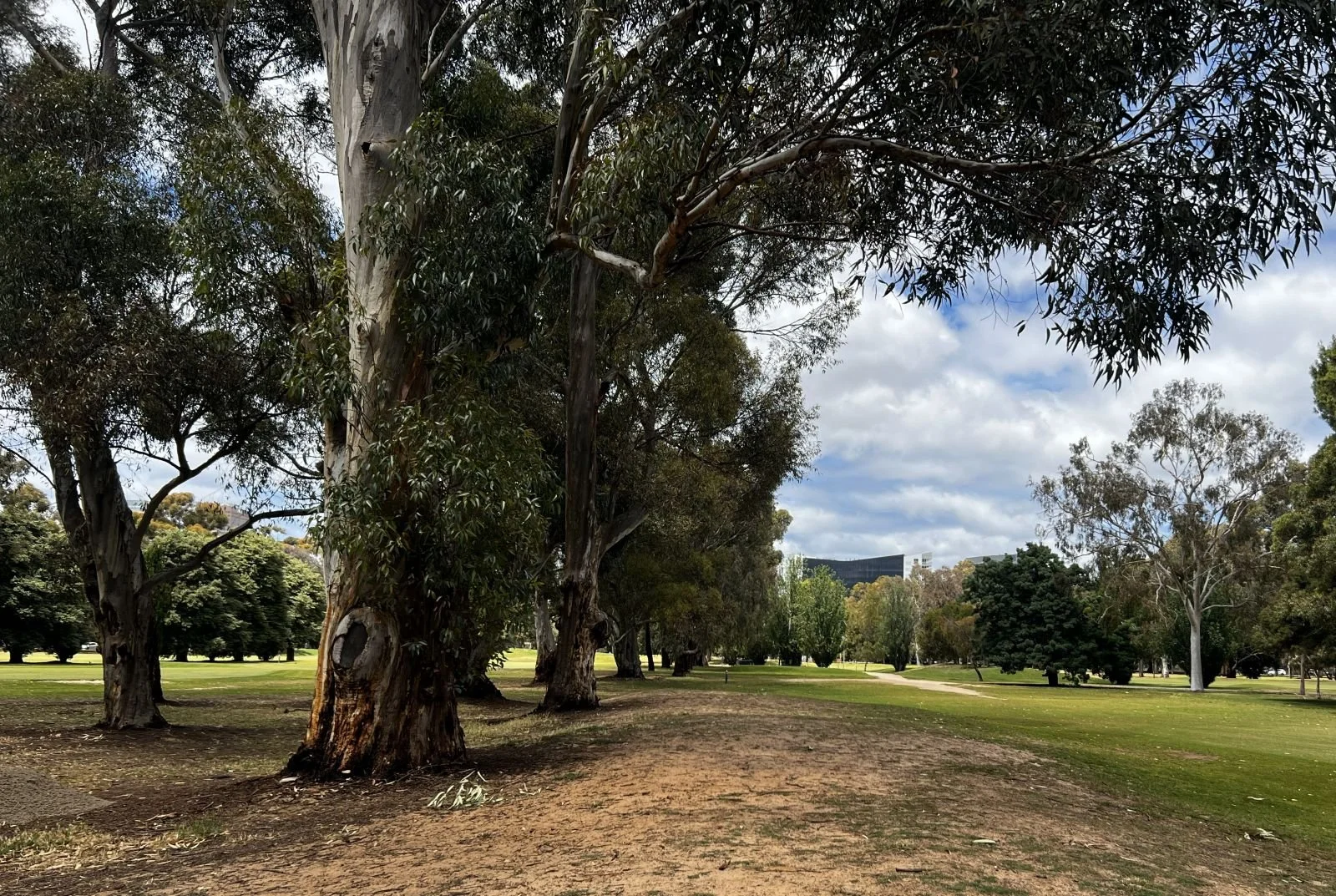 23-grove of eucalypts.jpg