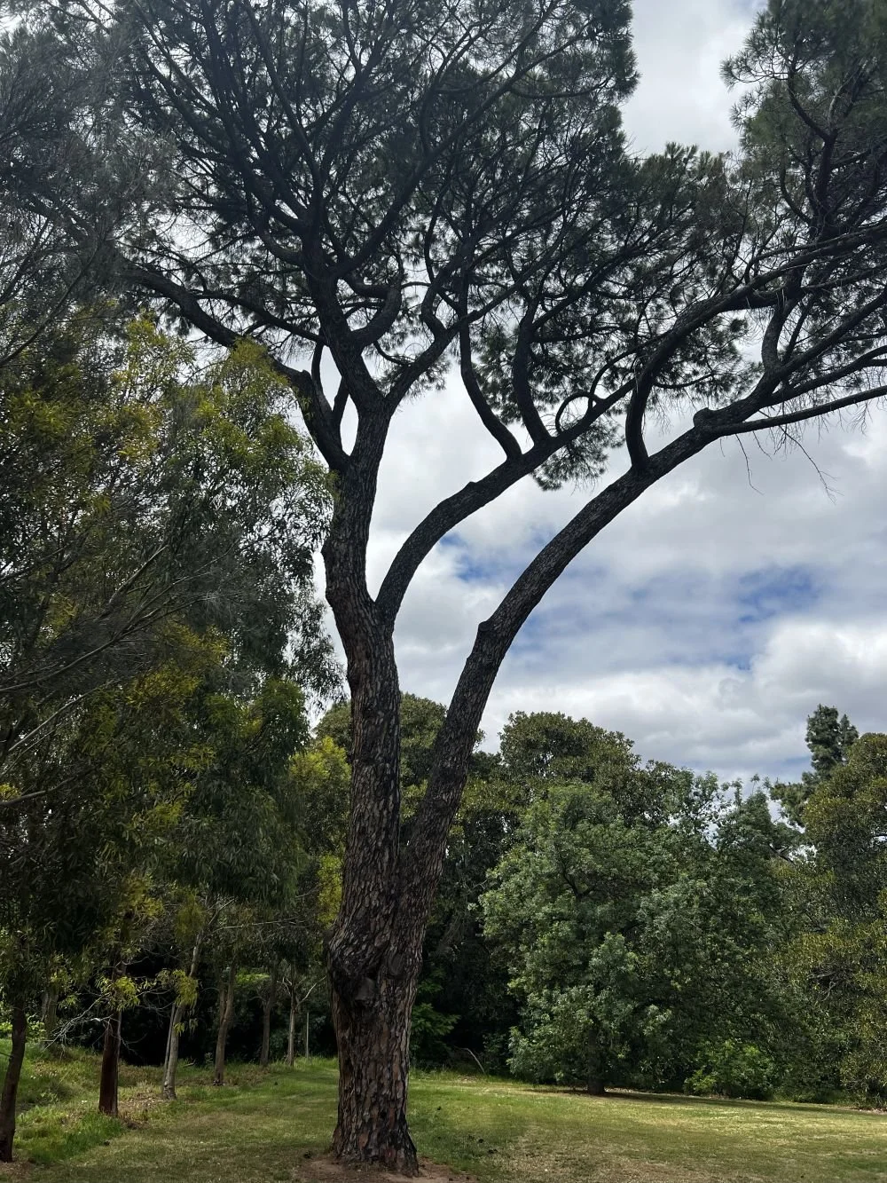 07_pinus pinea.jpg