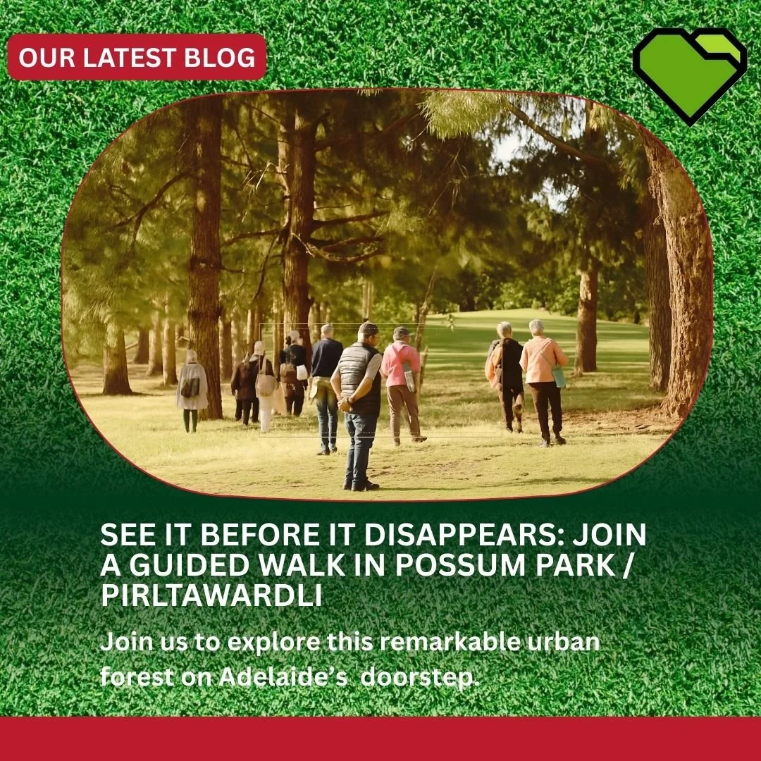 THIS SUMMER, JOIN US FOR A WEEKLY TWILIGHT GUIDED WALK IN POSSUM PARK / PIRLTAWARDLI (PARK 1).

Discover the hidden biodiversity thriving between and around the golf fairways &mdash; the  treasures now under threat.

Over a two-hour window before sun