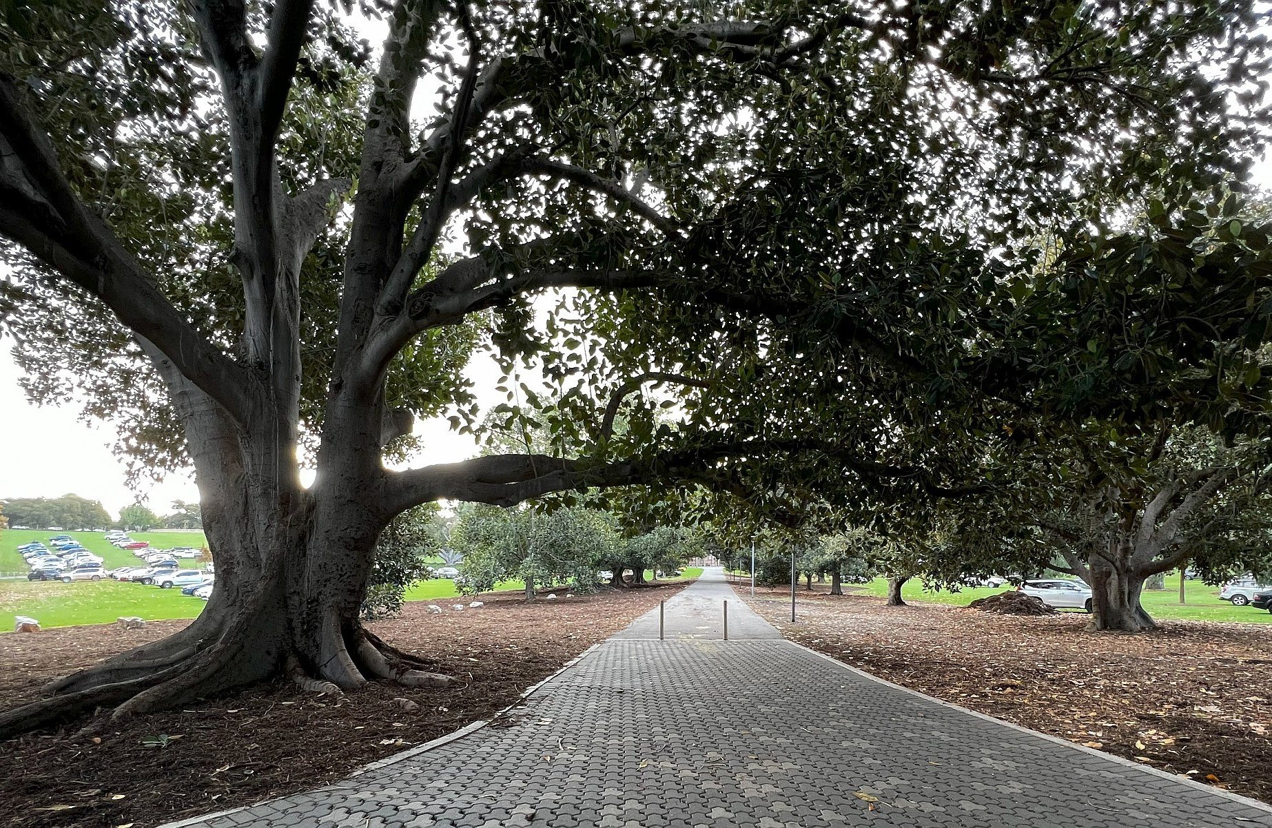 How well do you know the #adelaideparklands area around Adelaide Oval?  Our Guided Walk this Sunday includes the history of the trees here in Tarntanya Wama (Park 26). 

Click the link in our instagram bio to book.