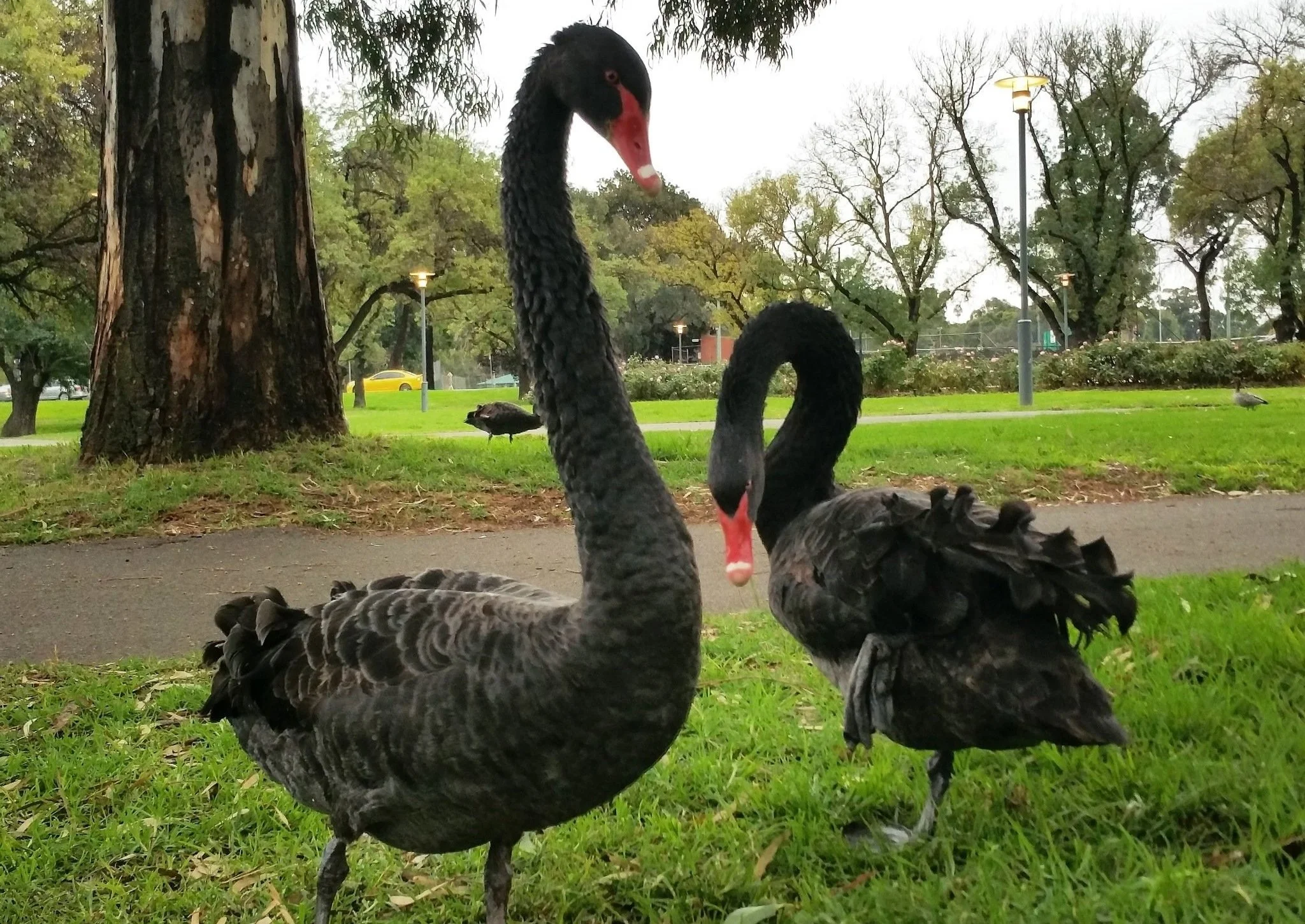 Why is this area of your #adelaideparklands called &quot;Pinky Flat&quot;? It's one of the questions we'll answer during our Guided Walk on Sunday around Tarntanya Wama (Park 26). Learn how Kaurna people lived here before European settlement. 

Click
