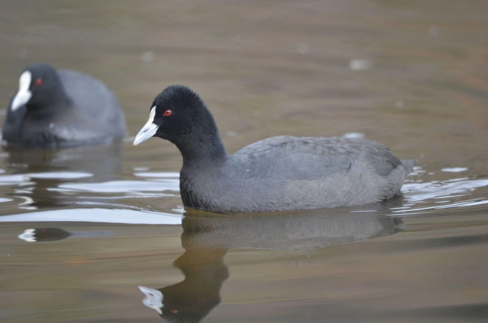 What bird is that? Eurasian Coot