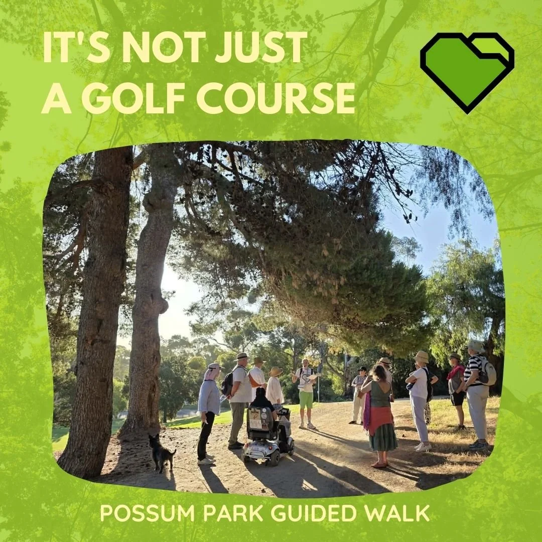 TWILIGHT GUIDED WALK 4 - POSSUM PARK / PIRLTAWARDLI (PARK 1)

Some lovely shots of the twilight walk in Possum Park / Pirltawardli last night.

Many of the trees and habitats seen here are threatened by the State Government&rsquo;s proposed &ldquo;re