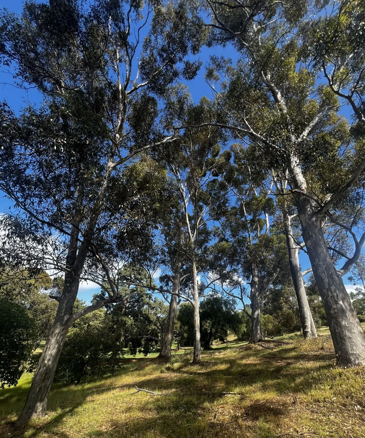 49_hilly large eucalypt grove.jpg