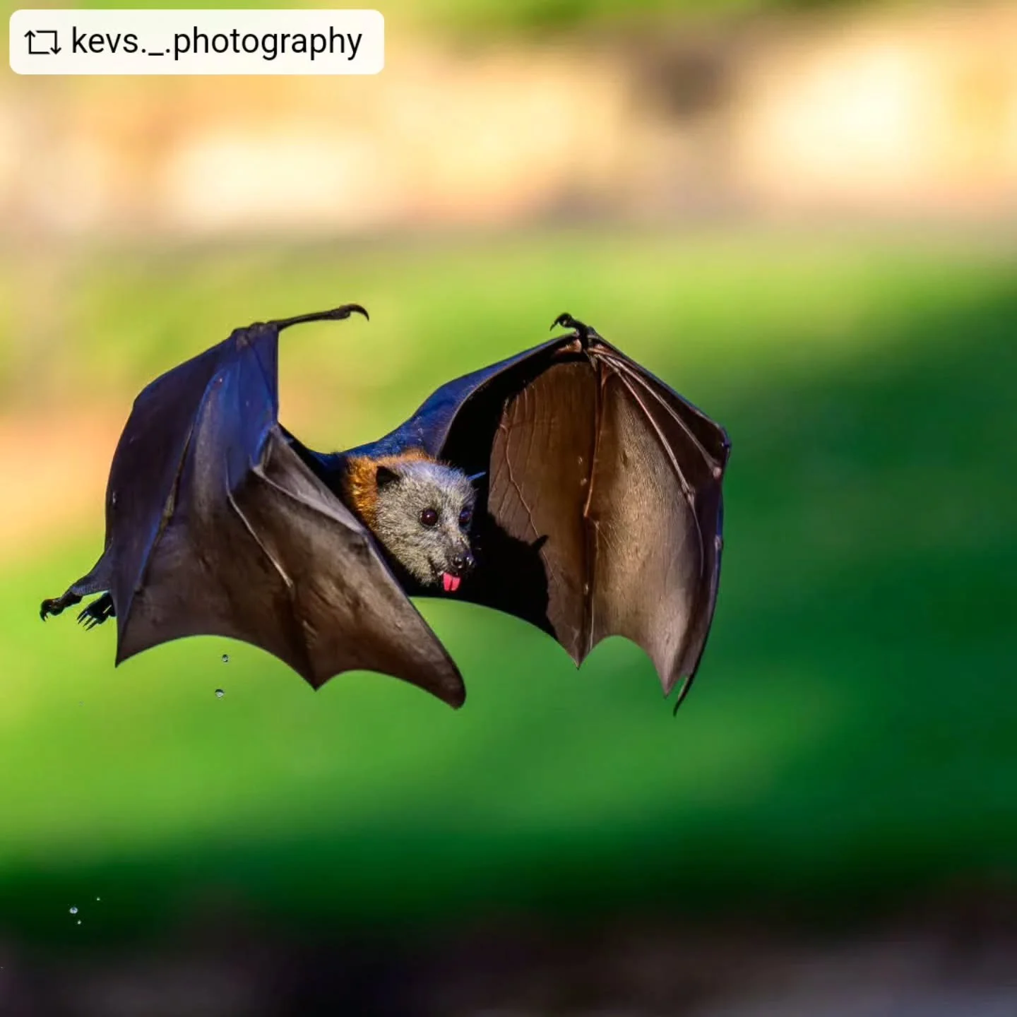@kevs._.photography captures an image of Adelaide's summer in Adelaide Park Lands.

#adelaideparklands #botanicgardenssa 
@adel_park_lands @botanicgardenssa

Repost