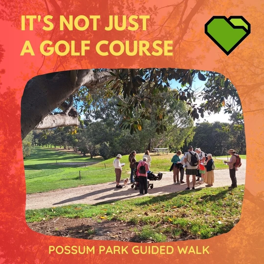 TWILIGHT GUIDED WALK 5 - POSSUM PARK / PIRLTAWARDLI (PARK 1)

The final twilight walk in Possum Park / Pirltawardli for the year was held last night.

We now know we will lose at least 585 mature trees in the park under the State Government&rsquo;s p