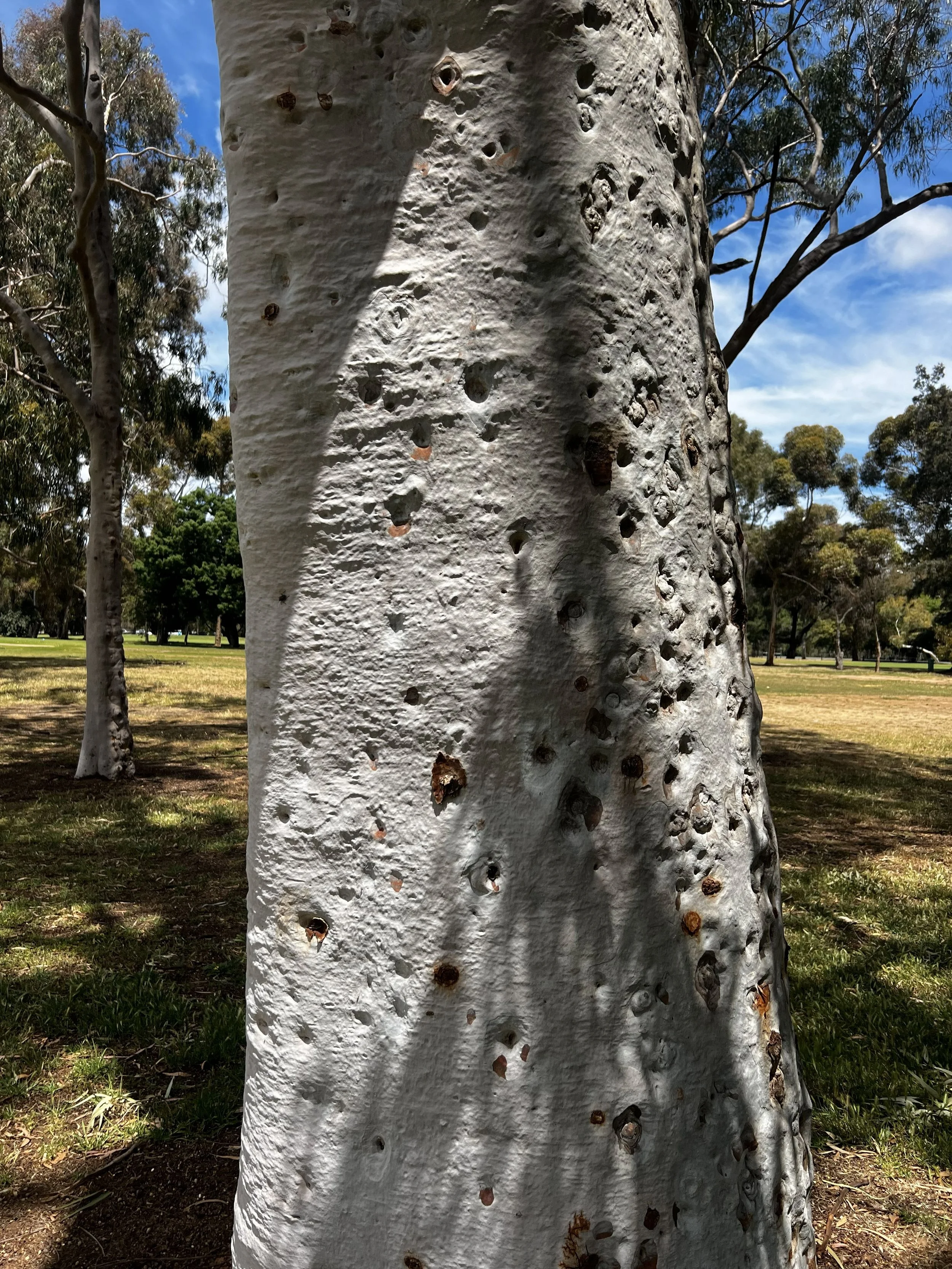 Spotted gum on the North Adelaide golf course in Possum Park / Pirltawardli (Park 1).  Pic: Shane Sody