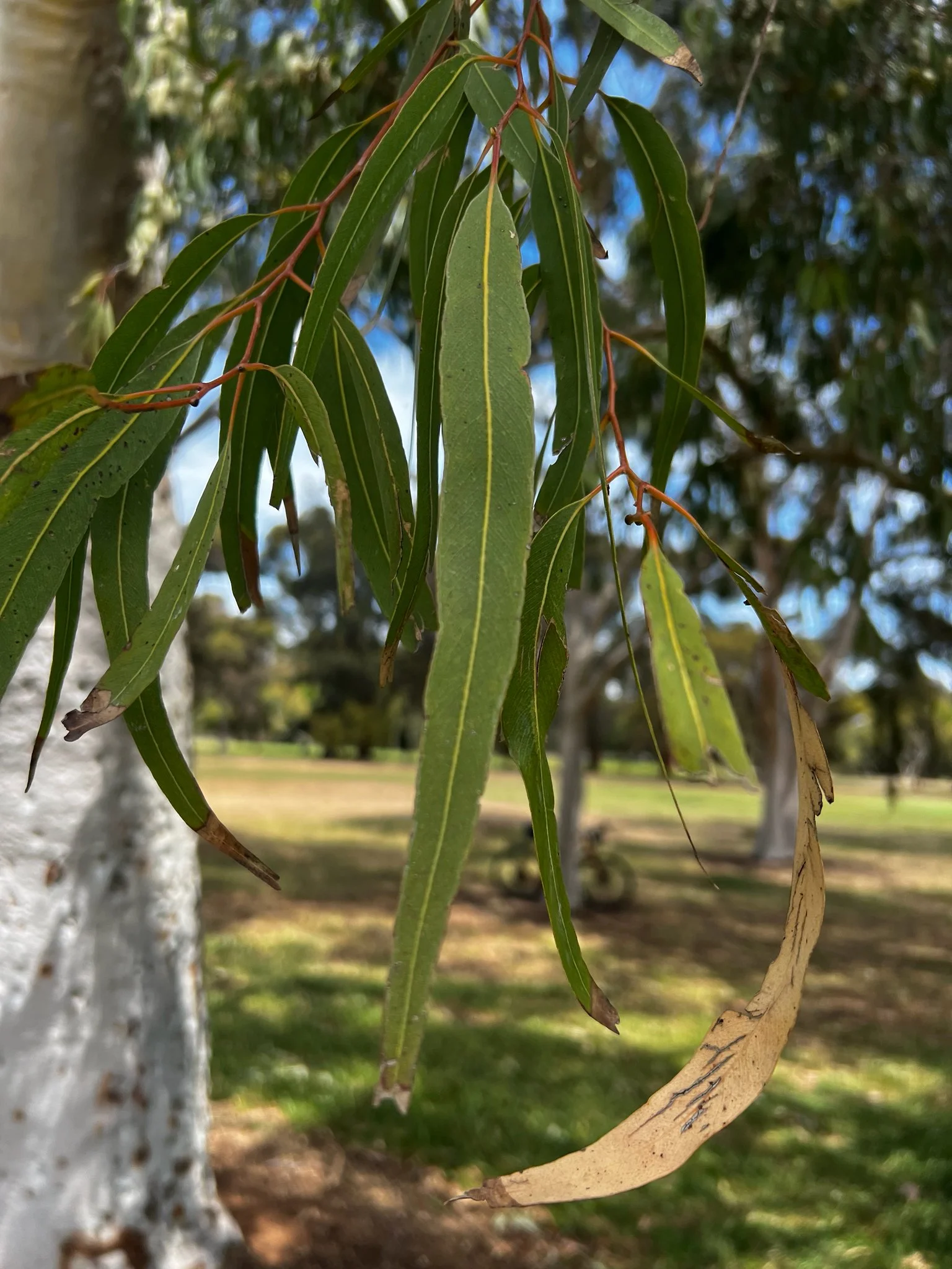 Spotted gum on the North Adelaide golf course in Possum Park / Pirltawardli (Park 1).  Pic: Shane Sody
