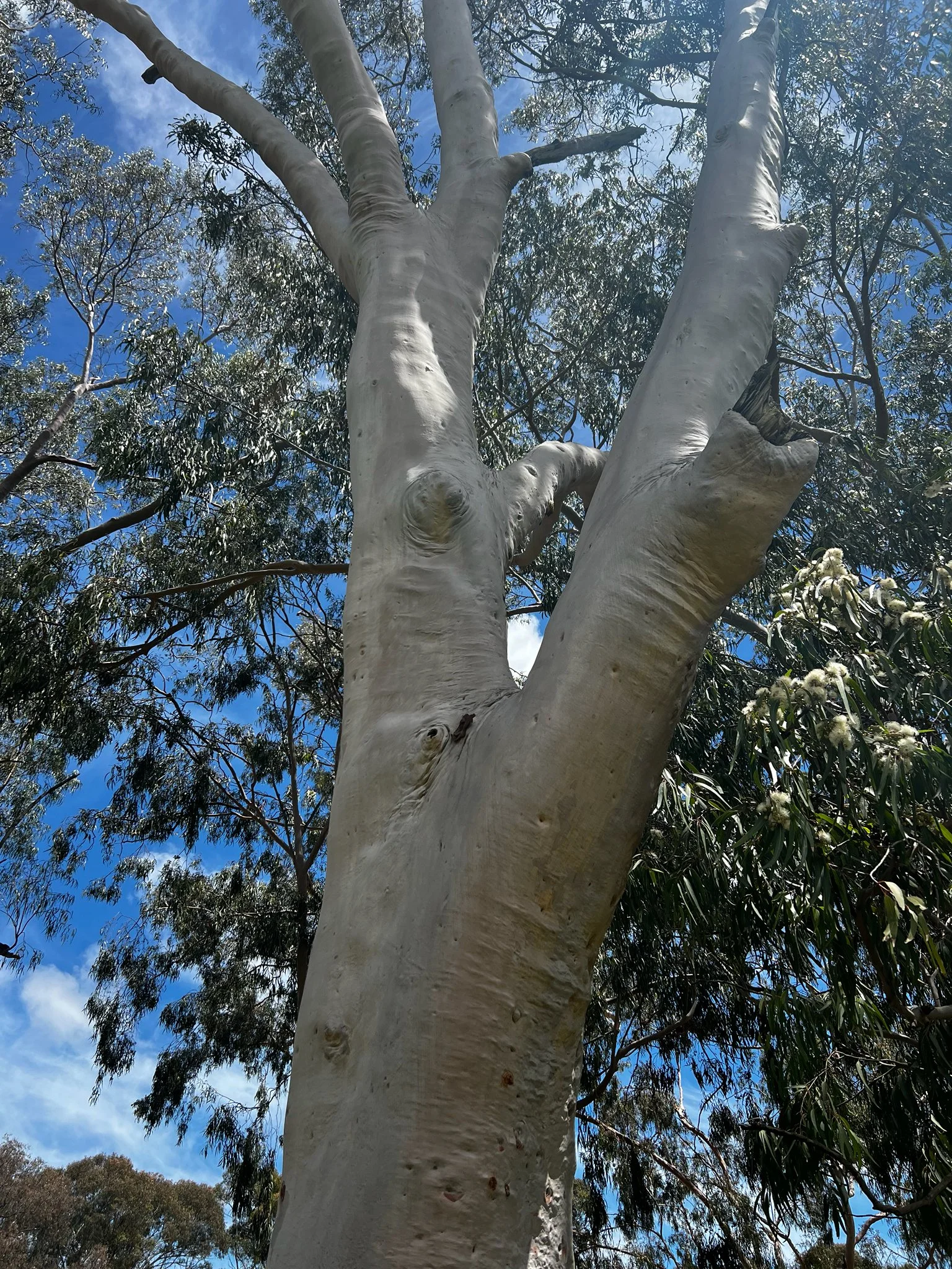 Spotted gum on the North Adelaide golf course in Possum Park / Pirltawardli (Park 1).  Pic: Shane Sody