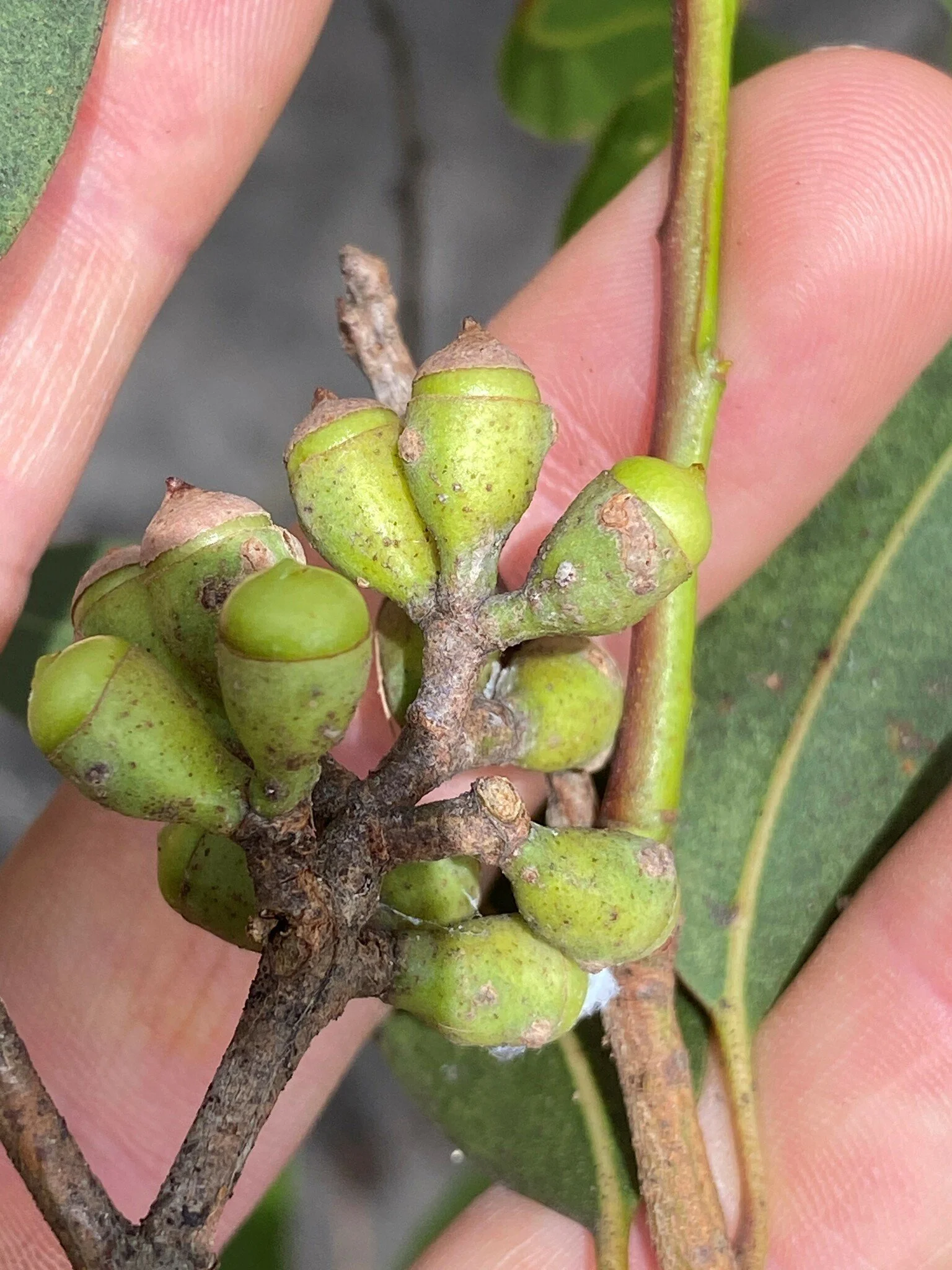 Pic: @arcanebotanica / iNaturalist.  Creative Commons licence