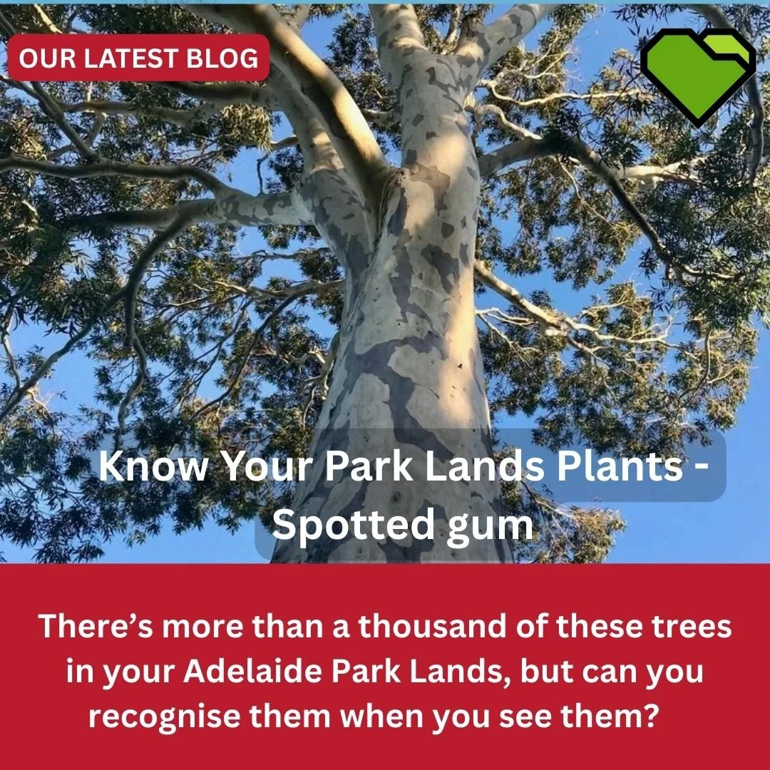 KNOW YOUR PARK LANDS PLANTS - SPOTTED GUM

There&rsquo;s more than a thousand of these trees in your Adelaide Park Lands, but can you recognise them when you see them? 

Summer is the ideal time to notice the spots on the Spotted Gum.

READ THE FULL 