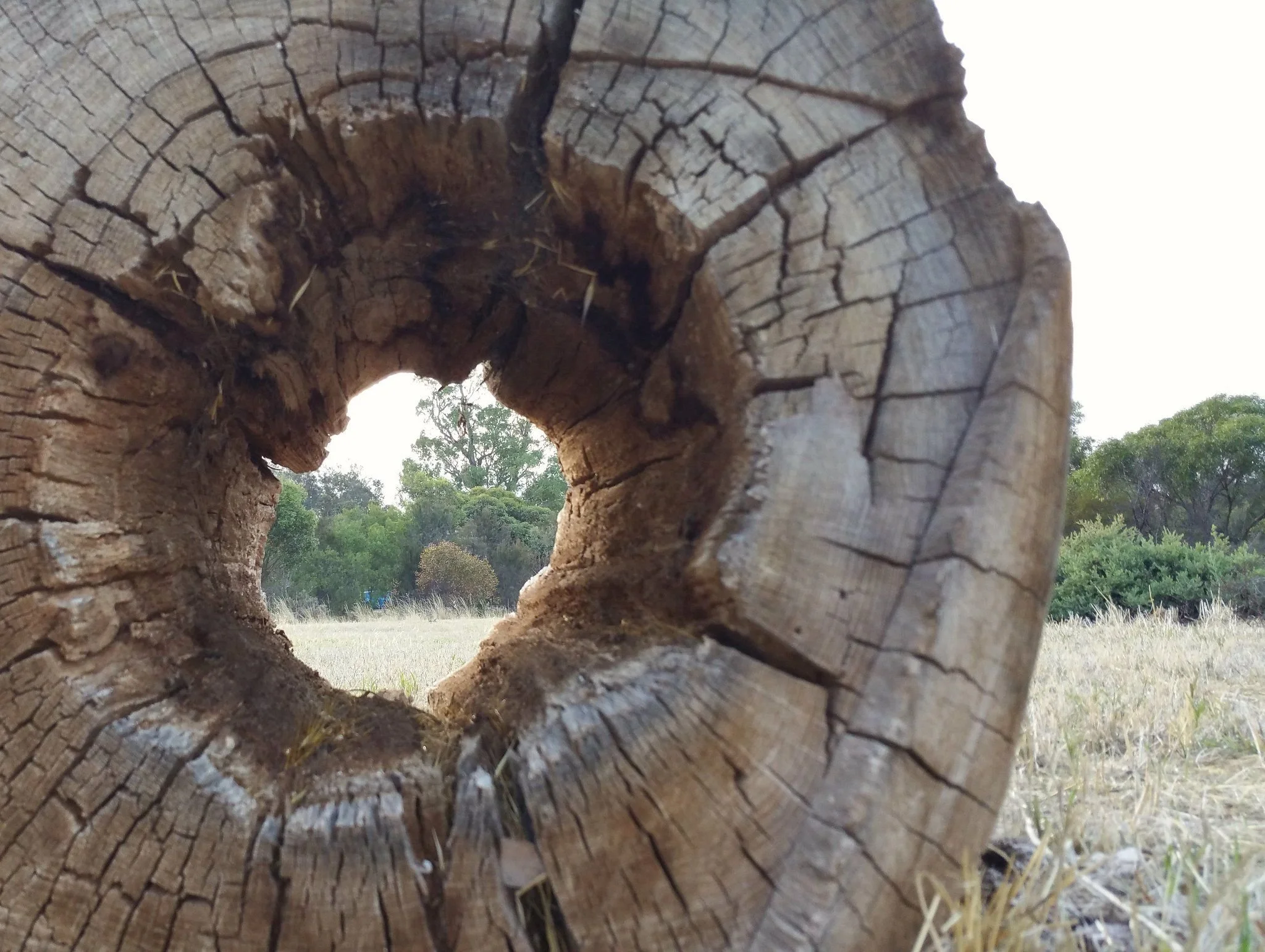 Hollowed out democracy