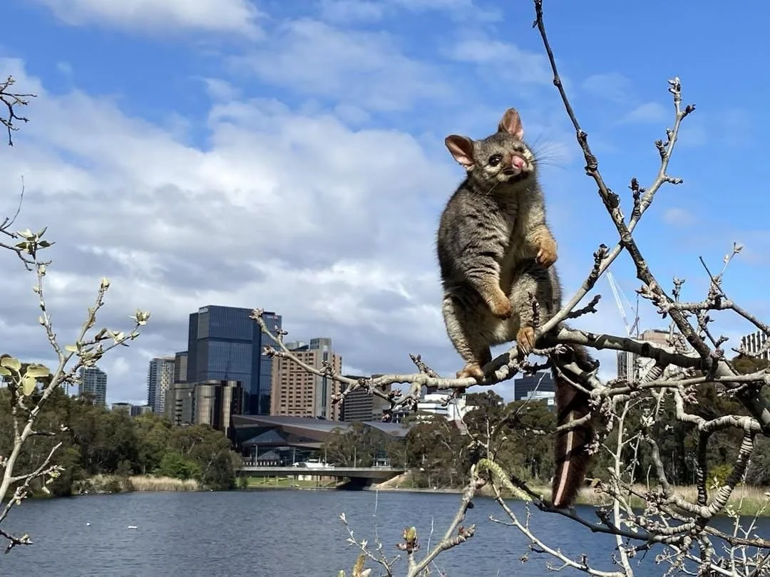 POSSUM AT POSSUM PARK

Fabulous images by L&ugrave;saidh Jane de Lyle (@lucyjrts) of a brush-tailed possum by the River Torrens, near Pirltawardli / Possum Park (Park 1).

Brushtail possums are usually solitary, living in small family groups, and are