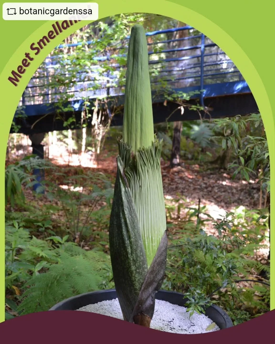 Something BIG is about to bloom at Adelaide Botanic Garden! 
 
Get ready for 𝘚𝘮𝘦𝘭𝘭𝘢𝘯𝘪𝘦 our Titan Arum, which is expected to flower sometime this week!
 
This rare giant, commonly known as the corpse flower (𝘈𝘮𝘰𝘳𝘱𝘩𝘰𝘱𝘩𝘢𝘭𝘭𝘶𝘴 𝘵𝘪?