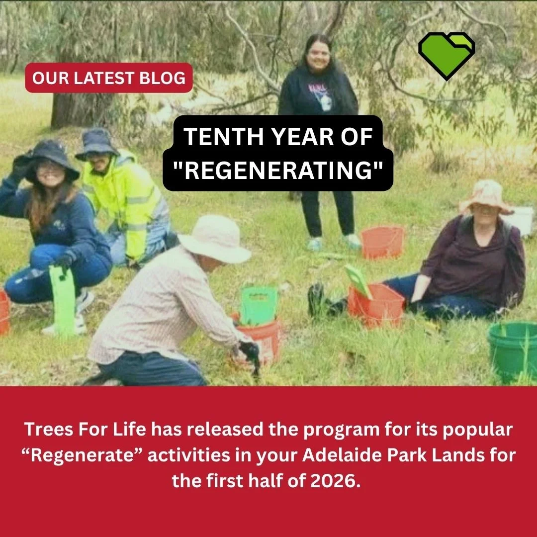 TENTH YEAR OF "REGENERATING"

Trees For Life has released the program for its popular &ldquo;Regenerate&rdquo; activities in your Adelaide Park Lands for the first half of 2026. 

#ProtectAdelaideParkLands #AdelaideParkLands #KaurnaCountry
