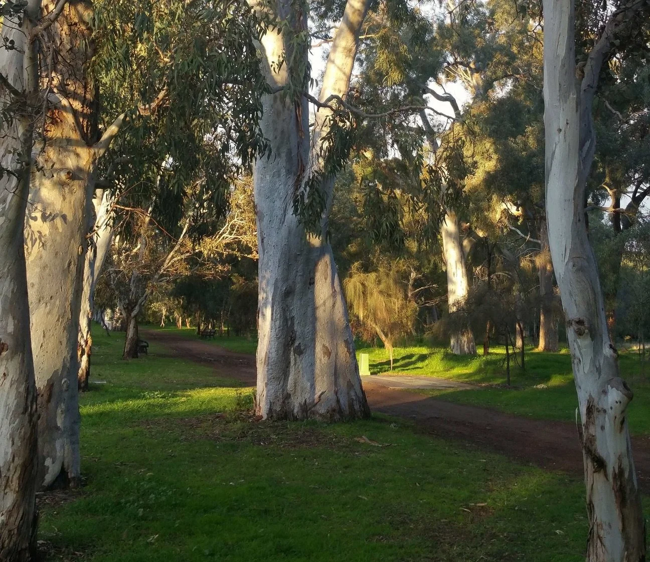 Our 90-minute Guided Walk this Sunday through Carriageway Park / Tuthangga (Park 17) takes in some of the largest river red gums and sugar gums of your #adelaideparklands.  We&rsquo;ll be looking UP as we go, and reflecting on what was lost before th