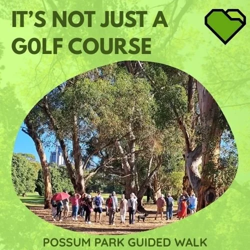 TWILIGHT GUIDED - POSSUM PARK / PIRLTAWARDLI (PARK 1)

The  first twilight walk of 2026 in Possum Park / Pirltawardli was held on Sunday 11 January.

We now know that at least 585 mature trees will be lost under the State Govt&rsquo;s &ldquo;redevelo