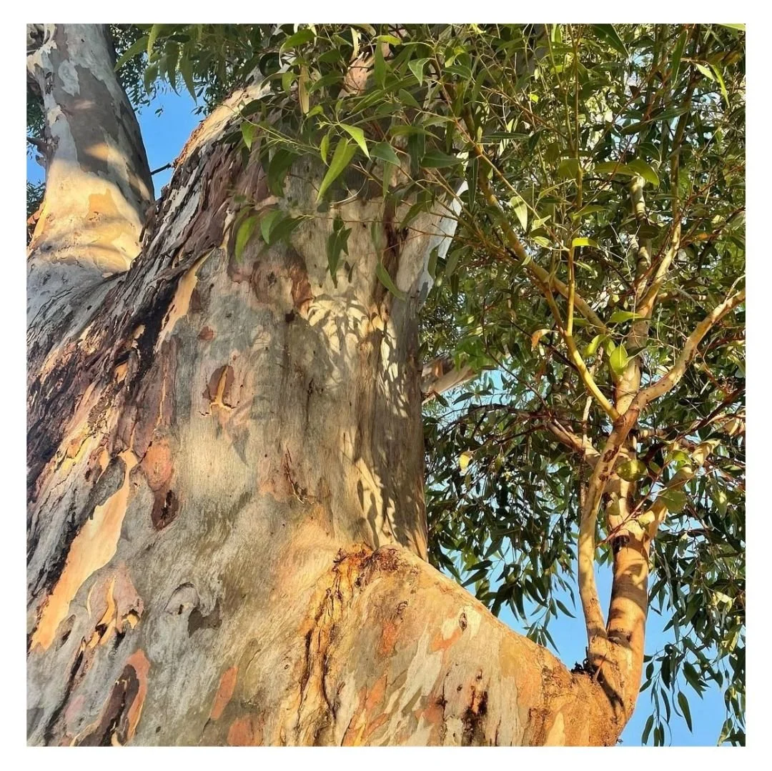 51762637358_2075a5dc2a_o (1).jpg