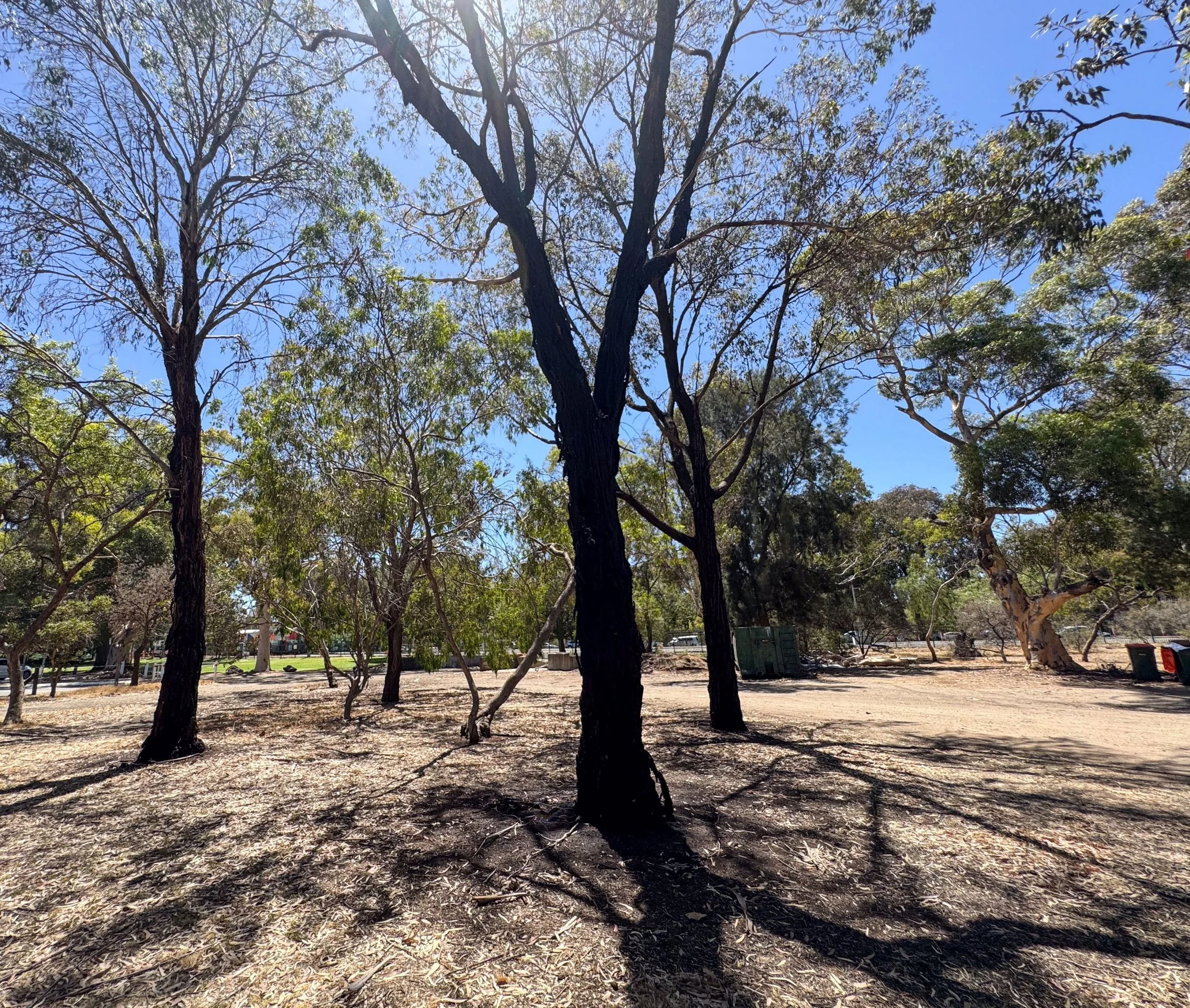Aftermath of tree fires, 22 January in Veale Park.  Pic: Peter Sansom