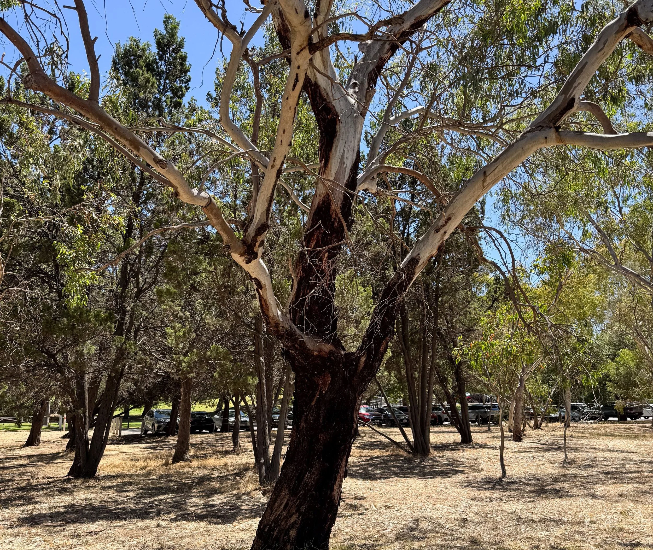 Aftermath of tree fires, 22 January in Veale Park.  Pic: Peter Sansom