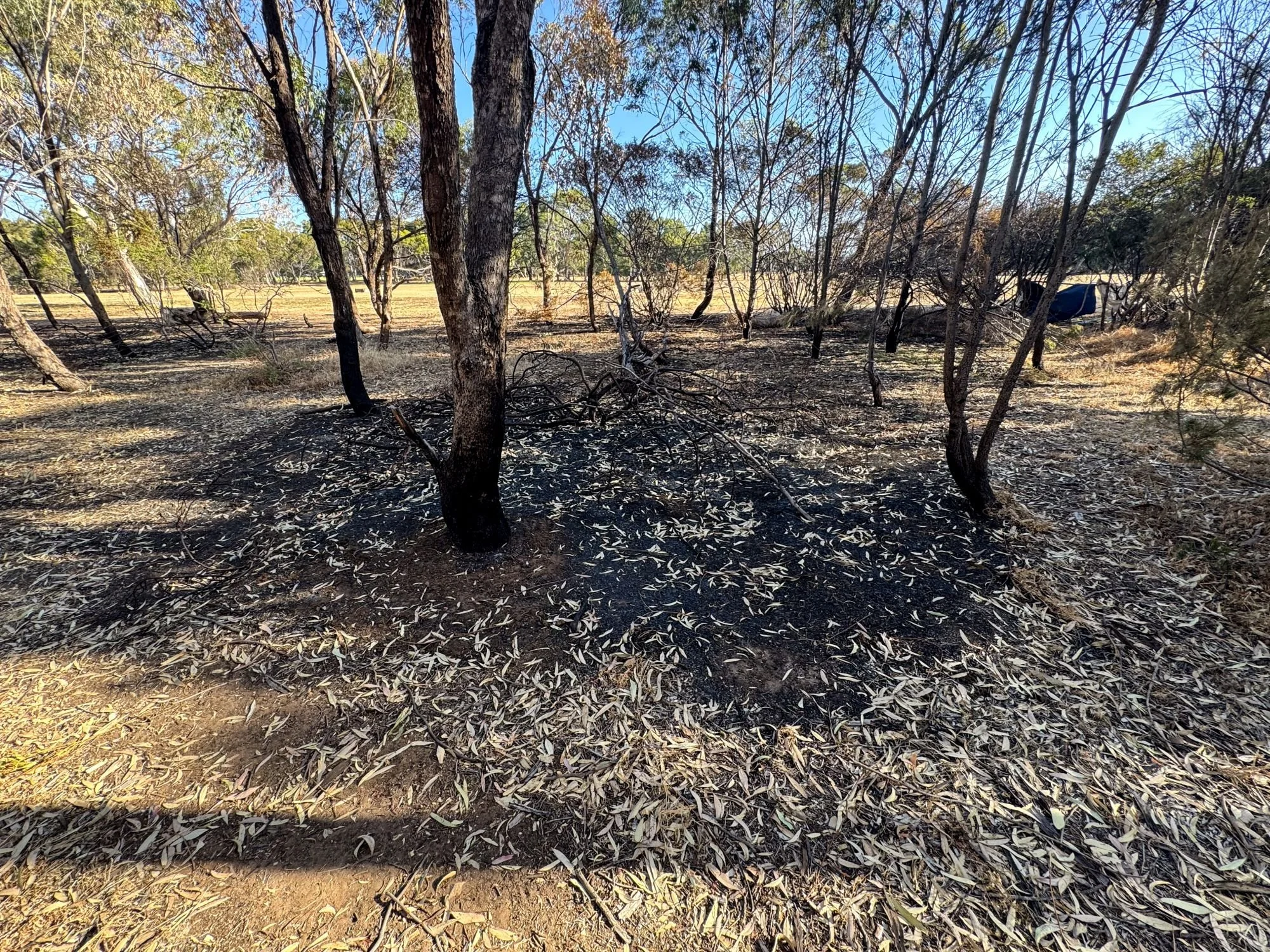 Aftermath on 5 January, of yet another fire in Park 21.  Pic: Peter Sansom