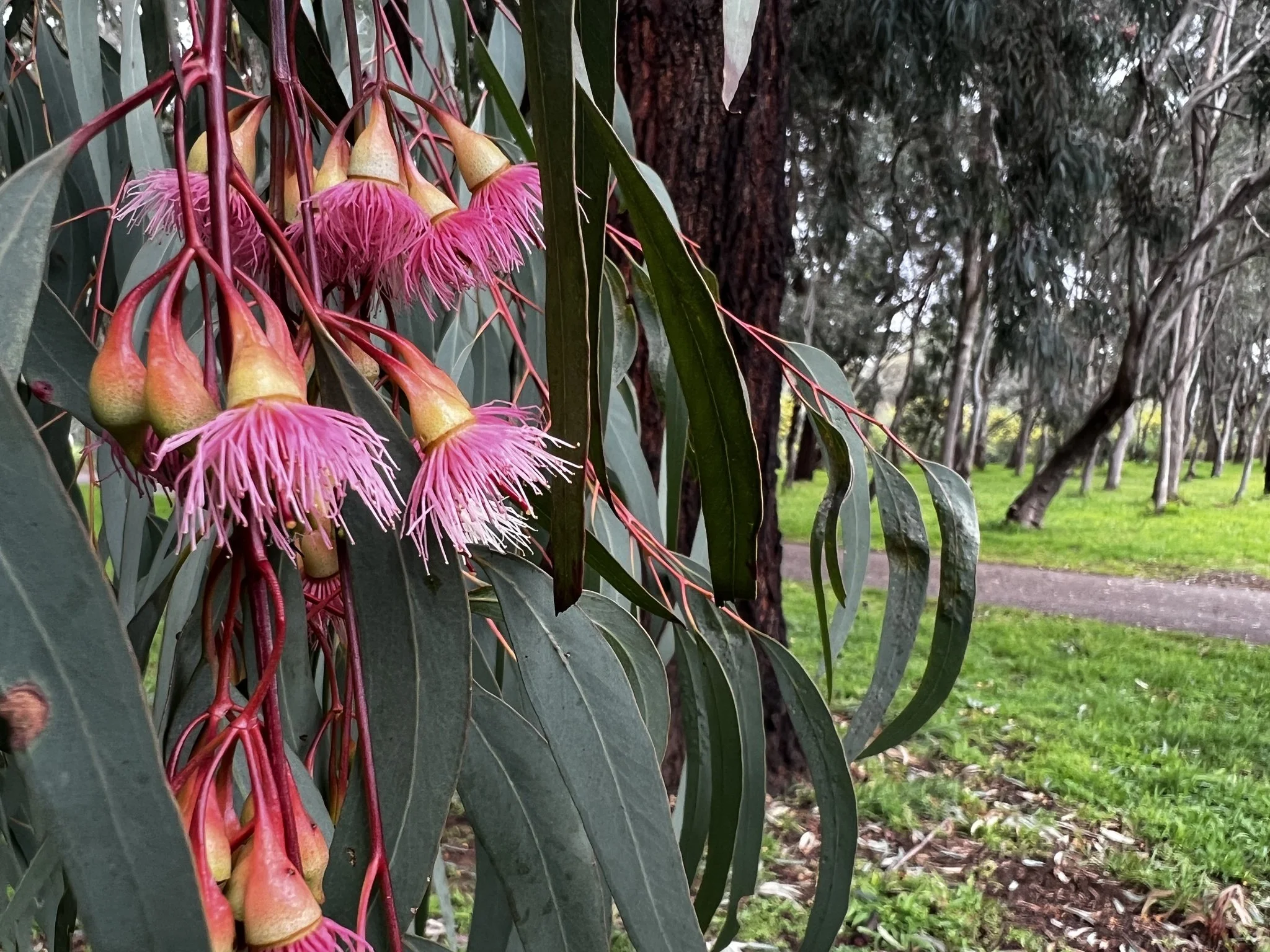 Red ironbark tree in Carriageway Park / Tuthangga (Park 17). Pic: Shane Sody