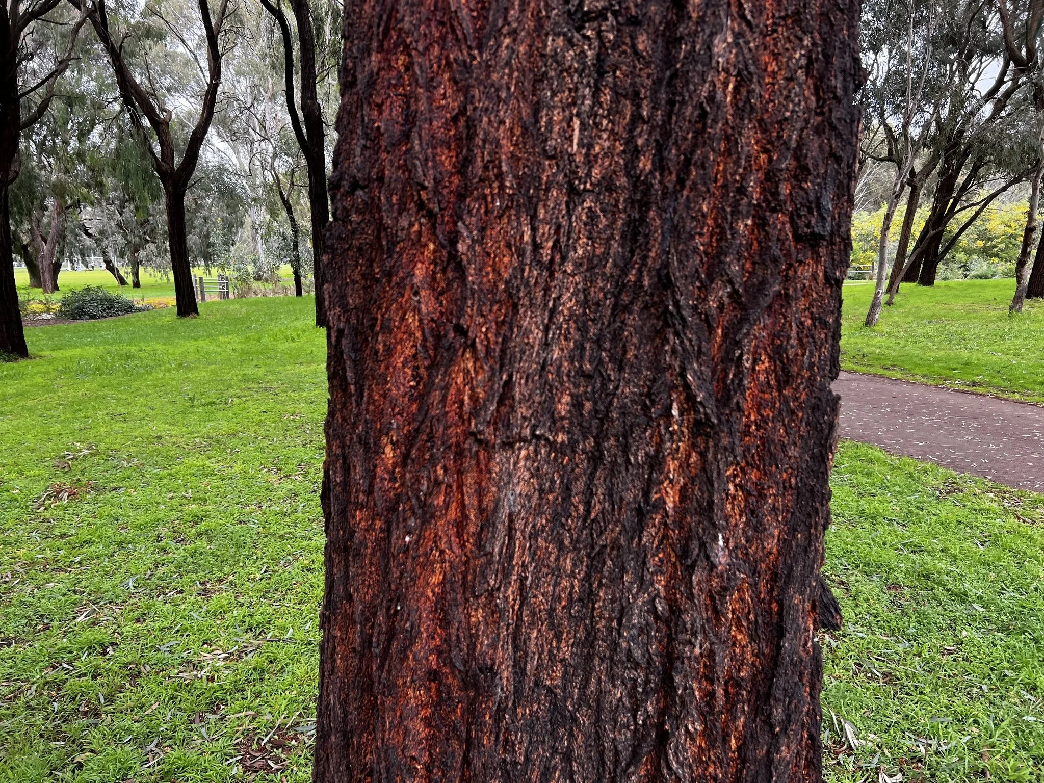 Red ironbark tree in Carriageway Park / Tuthangga (Park 17). Pic: Shane Sody