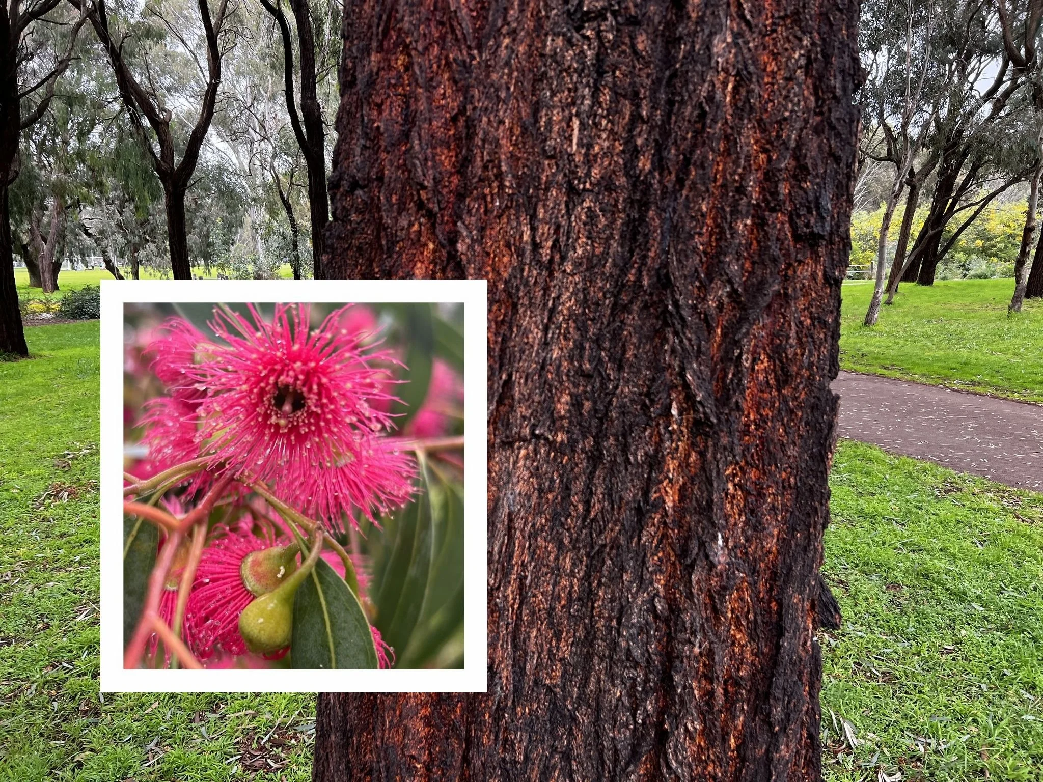 What Plant is that?  Red Ironbark