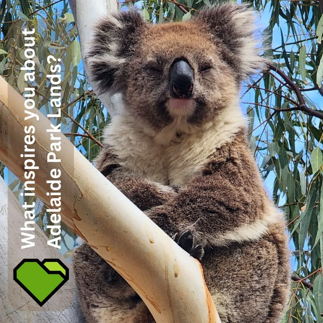 INSPIRE: A SAFE REFUGE FOR WILDLIFE 

One of the things that inspires Pauline Mansfield .about the Park Lands is the availability of safe spaces for wildlife. 

&ldquo;I love the fact that our city is surrounded by beautiful parklands, refuge for wil