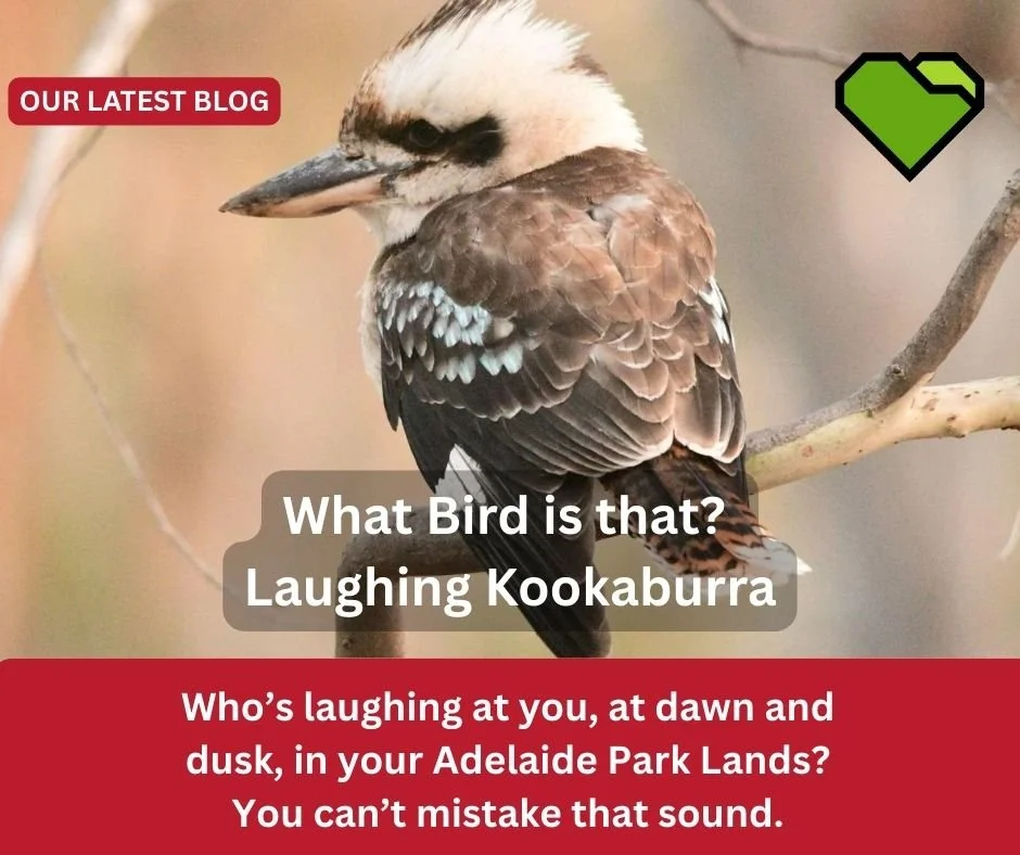 WHAT BIRD IS THAT? - LAUGHING KOOKABURRA

Who&rsquo;s laughing at you, at dawn and dusk, in your Adelaide Park Lands?  You can&rsquo;t mistake that sound.

But did you know, a kookaburra&rsquo;s &ldquo;laughter&rdquo; isn&rsquo;t about joy &mdash; it