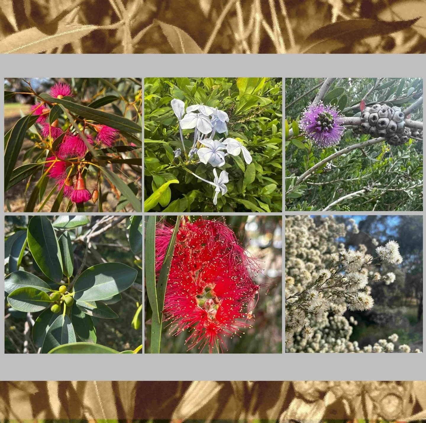 Do you prefer walking through a native woodland, or an arboretum with a wide variety of trees? This Sunday, on our two-hour Guided Walk through Park 2 and Park 1 North, you can enjoy both. We&rsquo;ll point out dozens of different tree species in thi