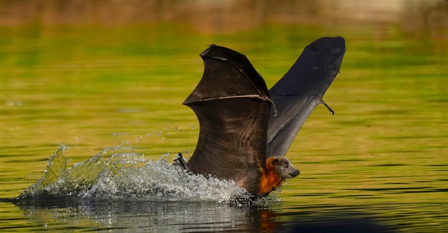 Bats flailing in Rymill Park lake