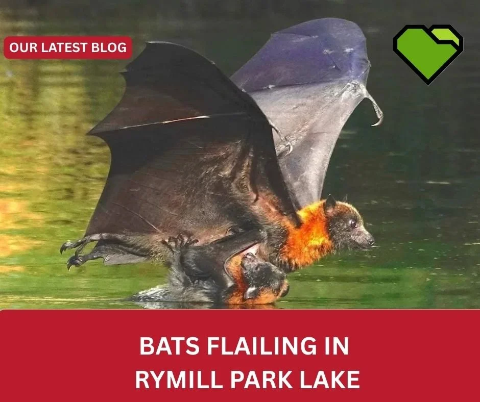 BATS FLAILING IN RYMILL PARK LAKE

City Council staff are considering how to help protect grey-headed flying foxes, that during heat waves dip into, then can't get out of the Rymill Park lake.

#ProtectAdelaideParkLands #AdelaideParkLands #Kaurnacoun