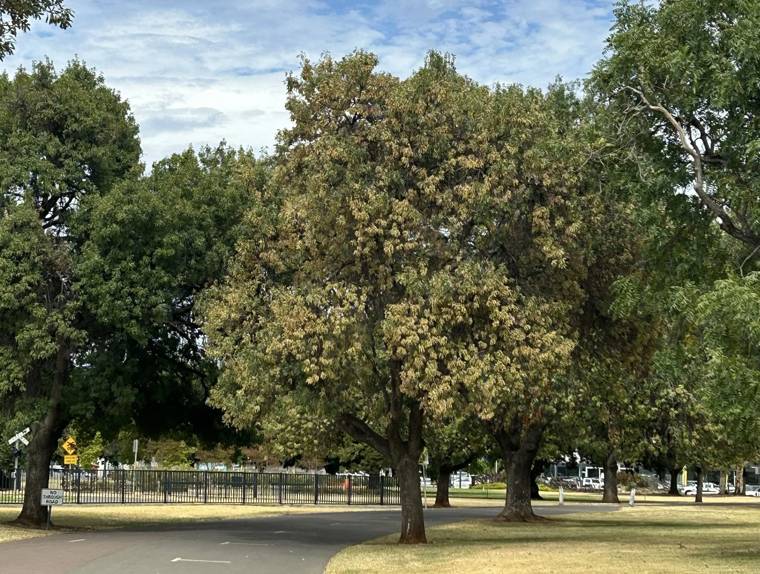 29 January.  Pic:  Peter Hanisch