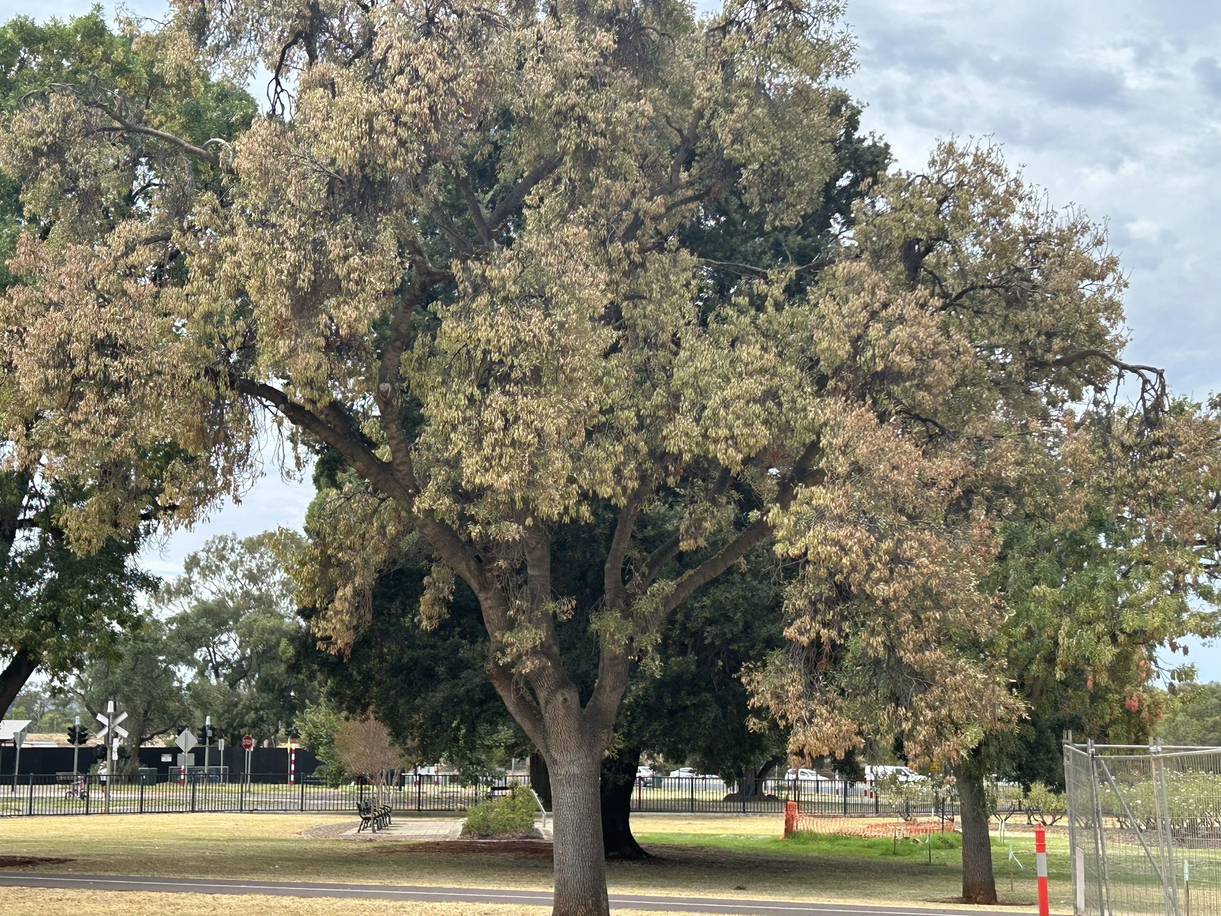 29 January.  Pic:  Peter Hanisch