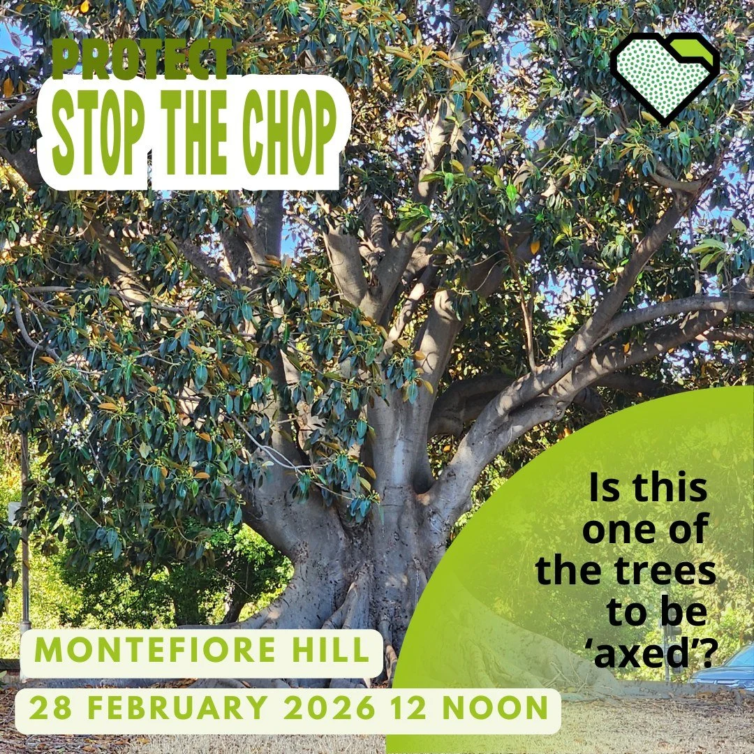 Premier Peter Malinauskas has plans for Possum Park / Pirltawardli (Park 1 of your Adelaide Park Lands). 

As far as we know the plans include the removal of 585 trees but there is no information as to which trees. 

Will this be one of them?

Join t