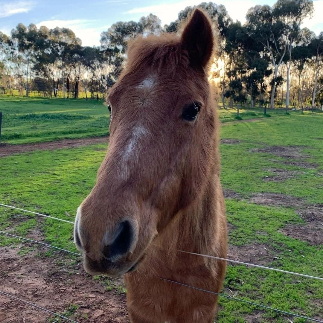 We can&rsquo;t deny it: the chance to meet North Adelaide&rsquo;s horses is the main drawcard, but it&rsquo;s actually just one of the many features on our Guided Walk this Sunday. As we walk through the horse paddocks in Lefevre Park / Nantu Wama (P