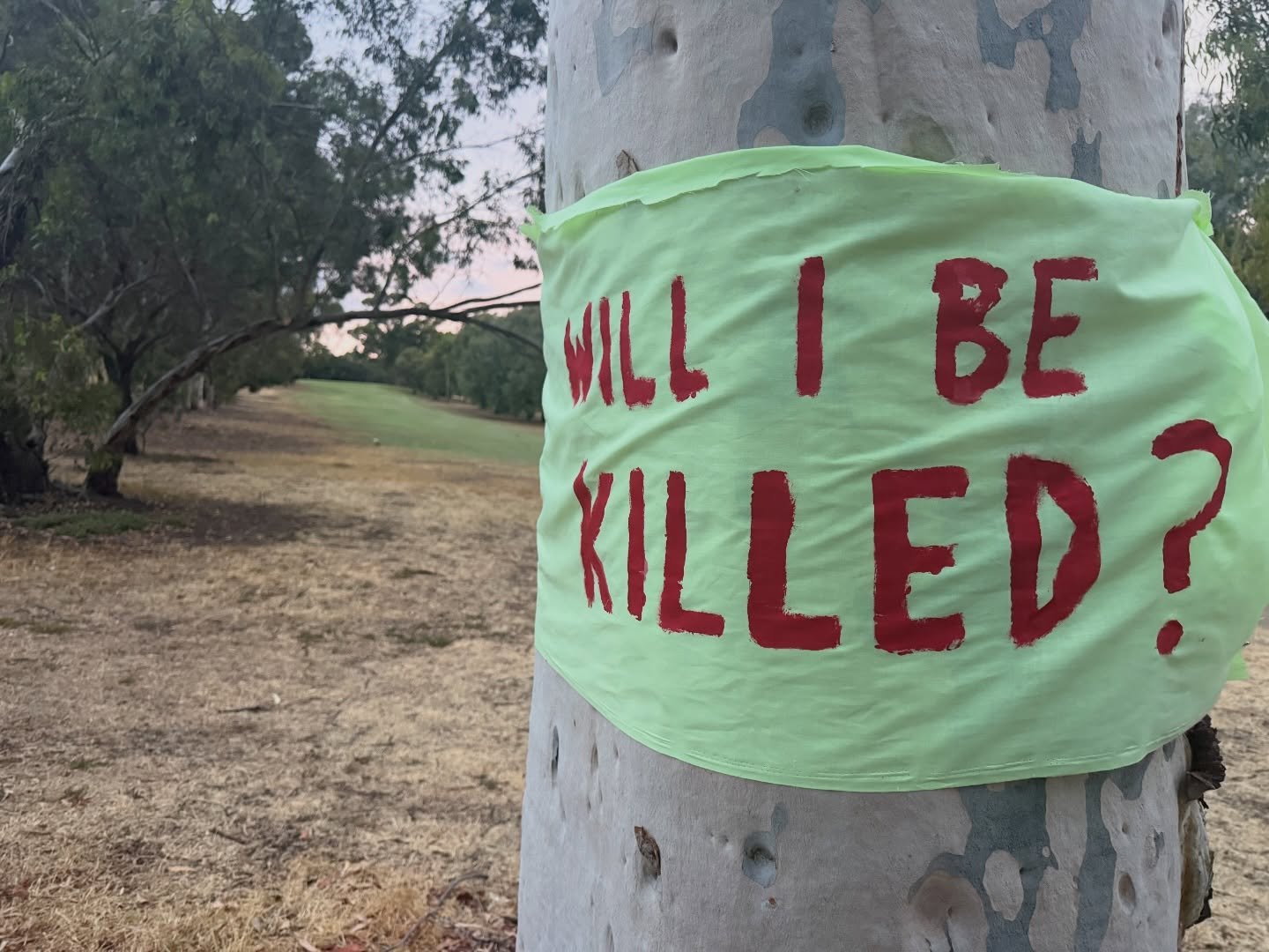 How many trees on Possum Park /Pirltawardli (Park 1) do you think we should tag like this, to help the State Government realise that it&rsquo;s Not Just a golf course?  Come to our Stop the Chop rally at noon on Sat 28 Feb to help us decide.  The Pre