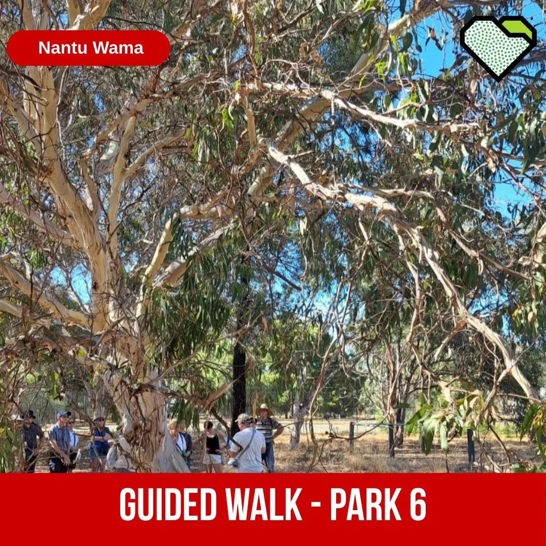 Guided Walk: Lefevre Park / Nantu Wama (Park 6)

The guided walk of Lefevre Park / Nantu Wama (Park 6) on Sunday was led by Rod Lewis. 

The group enjoyed this engaging tour which Rod made particularly interesting with stories about 
&bull; Kaurna hi