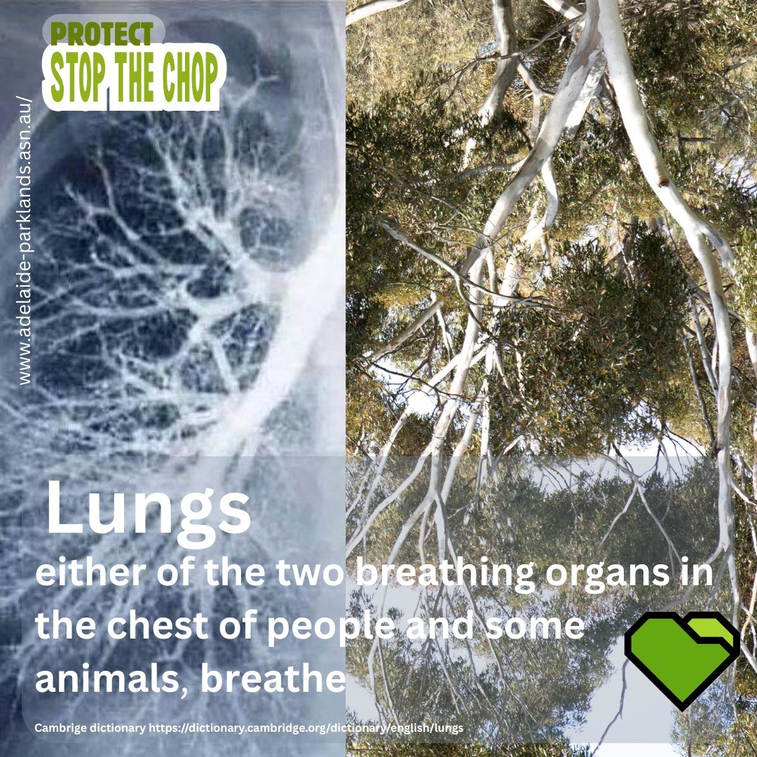 WORDS MATTER: LUNGS

&ldquo;When we inhale, we&rsquo;re taking in essential oxygen and exhaling out carbon dioxide. Fantastically, trees do the opposite: their leaves pull in carbon dioxide, water, and energy from the sun, which they turn into sugars