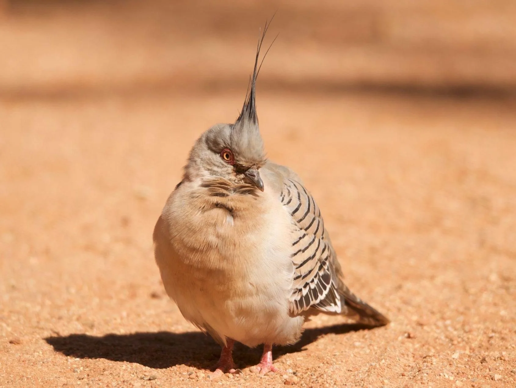 What Bird is that? Crested pigeon