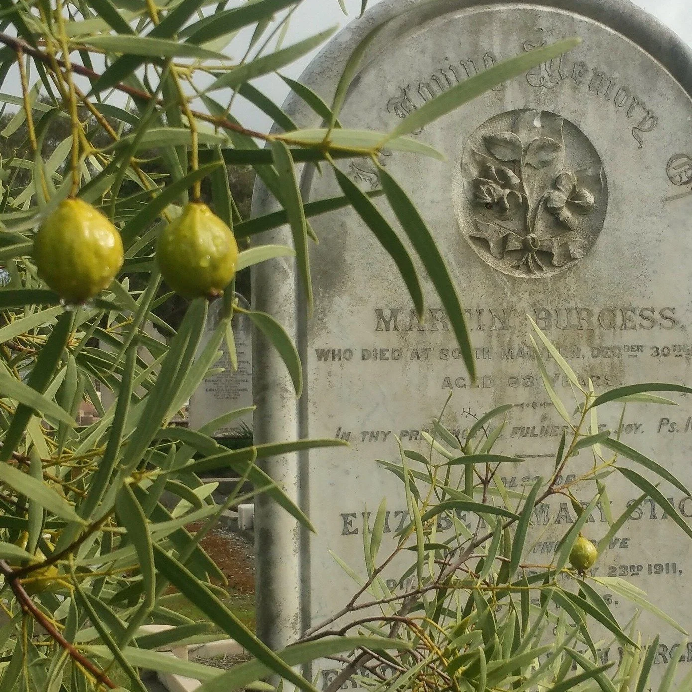 There are some rare bush tucker plants hidden in some strange places in your Adelaide Park Lands. We'll point them out during our Guided Walk this Sunday in G.S. Kingston Park /Wirrarninthi (Park 23 of your #adelaideparklands). 

Click the link in ou
