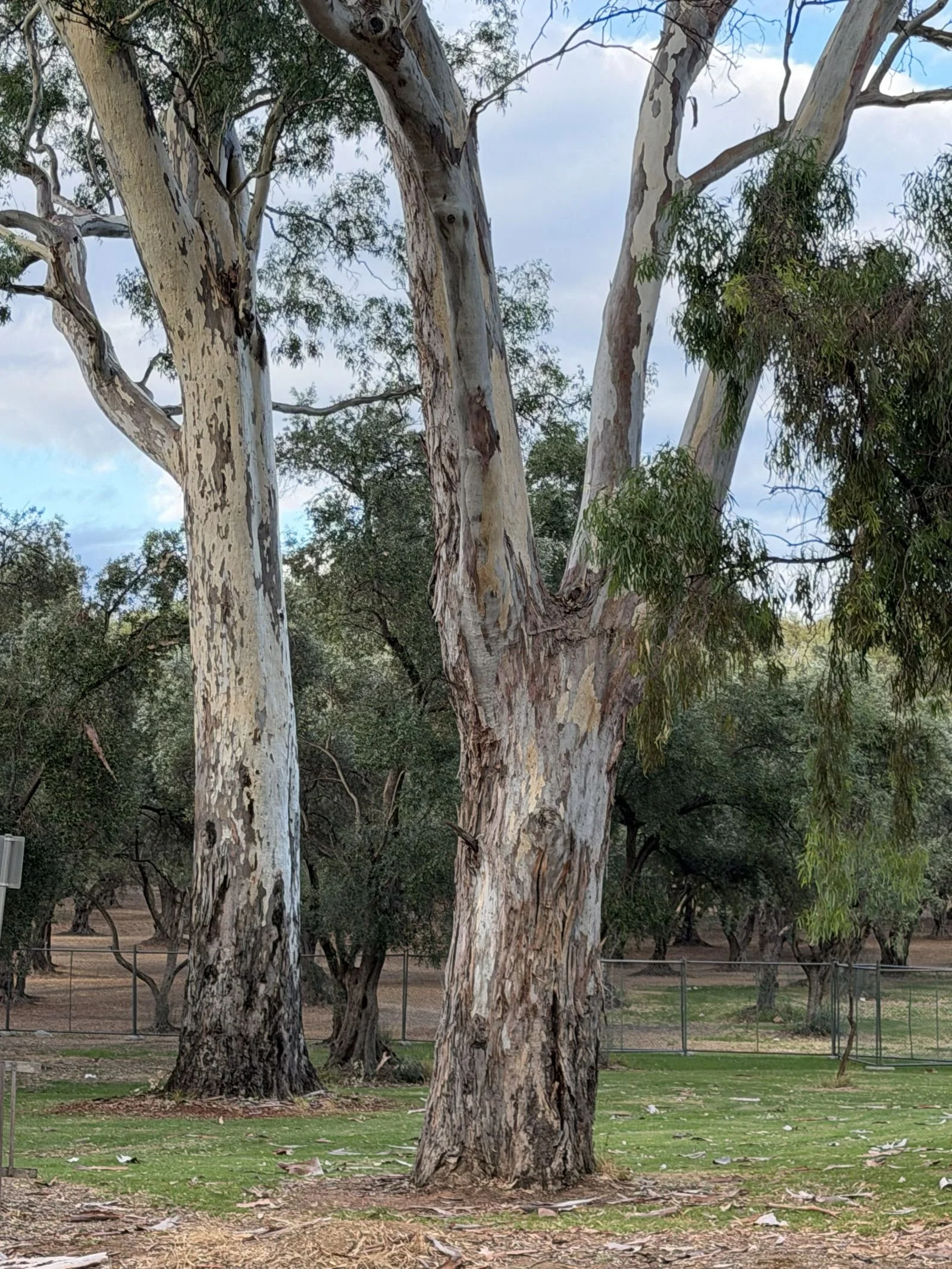 Site #2.  Trees on the motorcycle race route