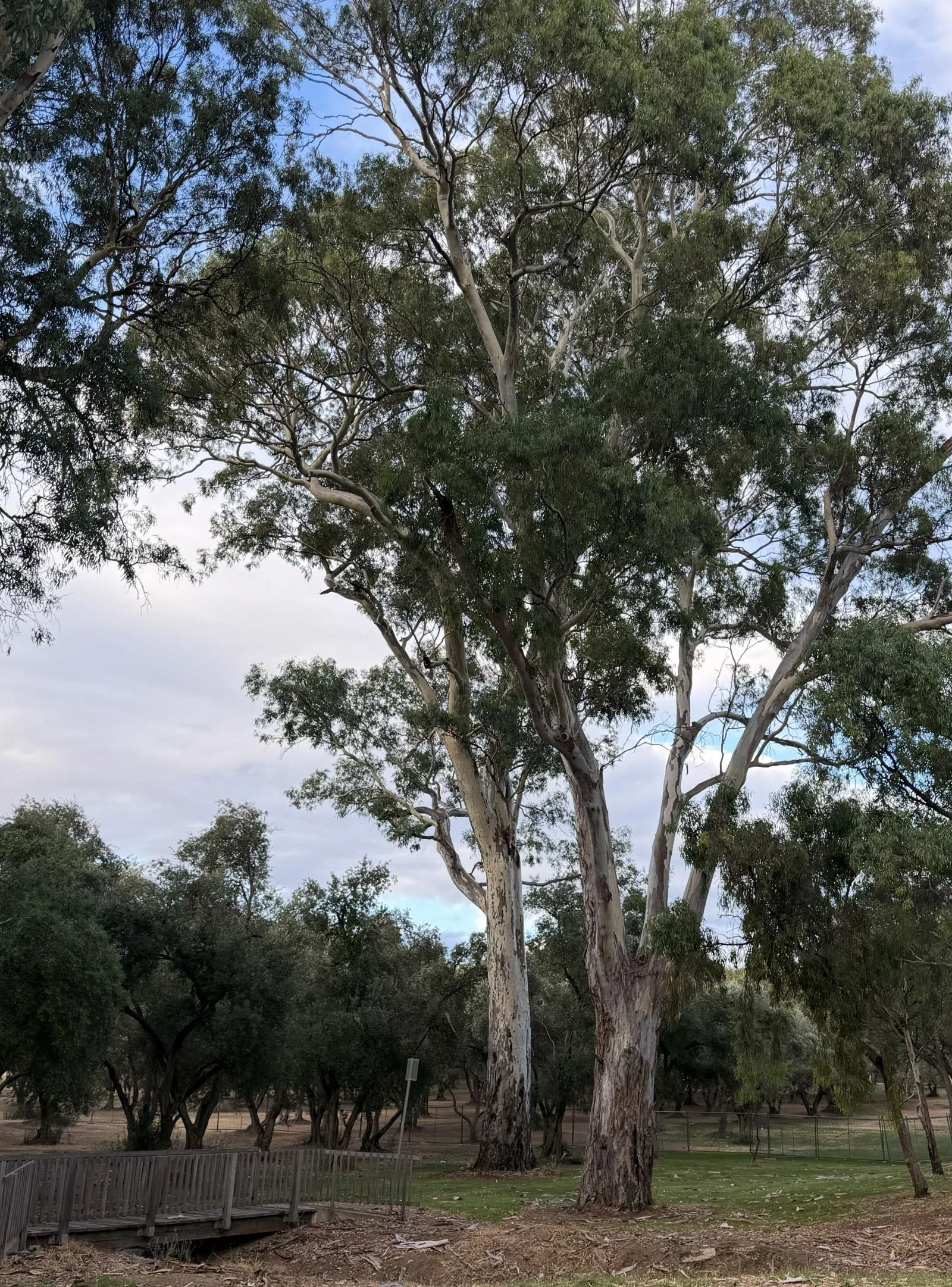Site #2.  Trees on the motorcycle race route
