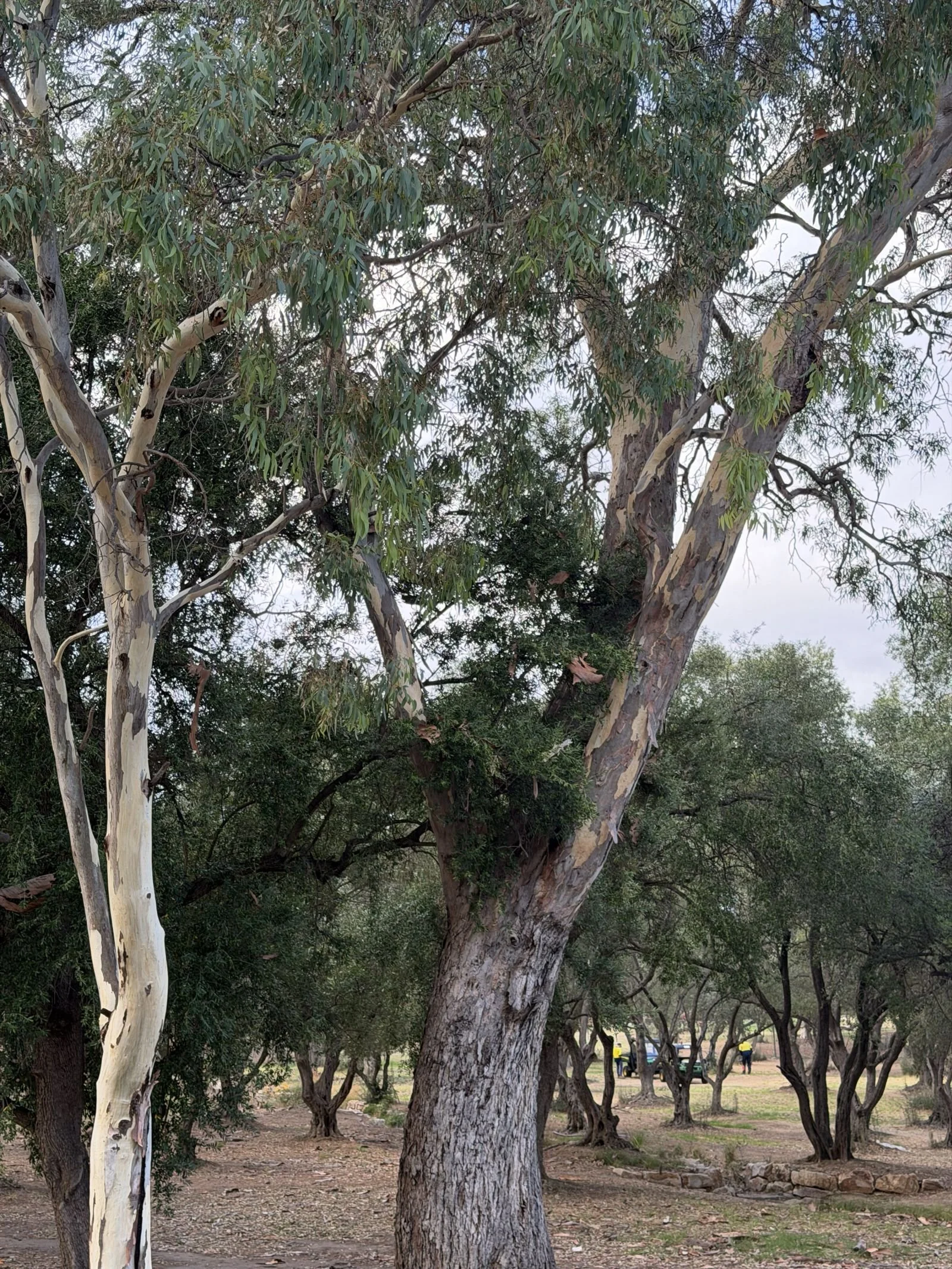 Site #2.  Trees on the motorcycle race route