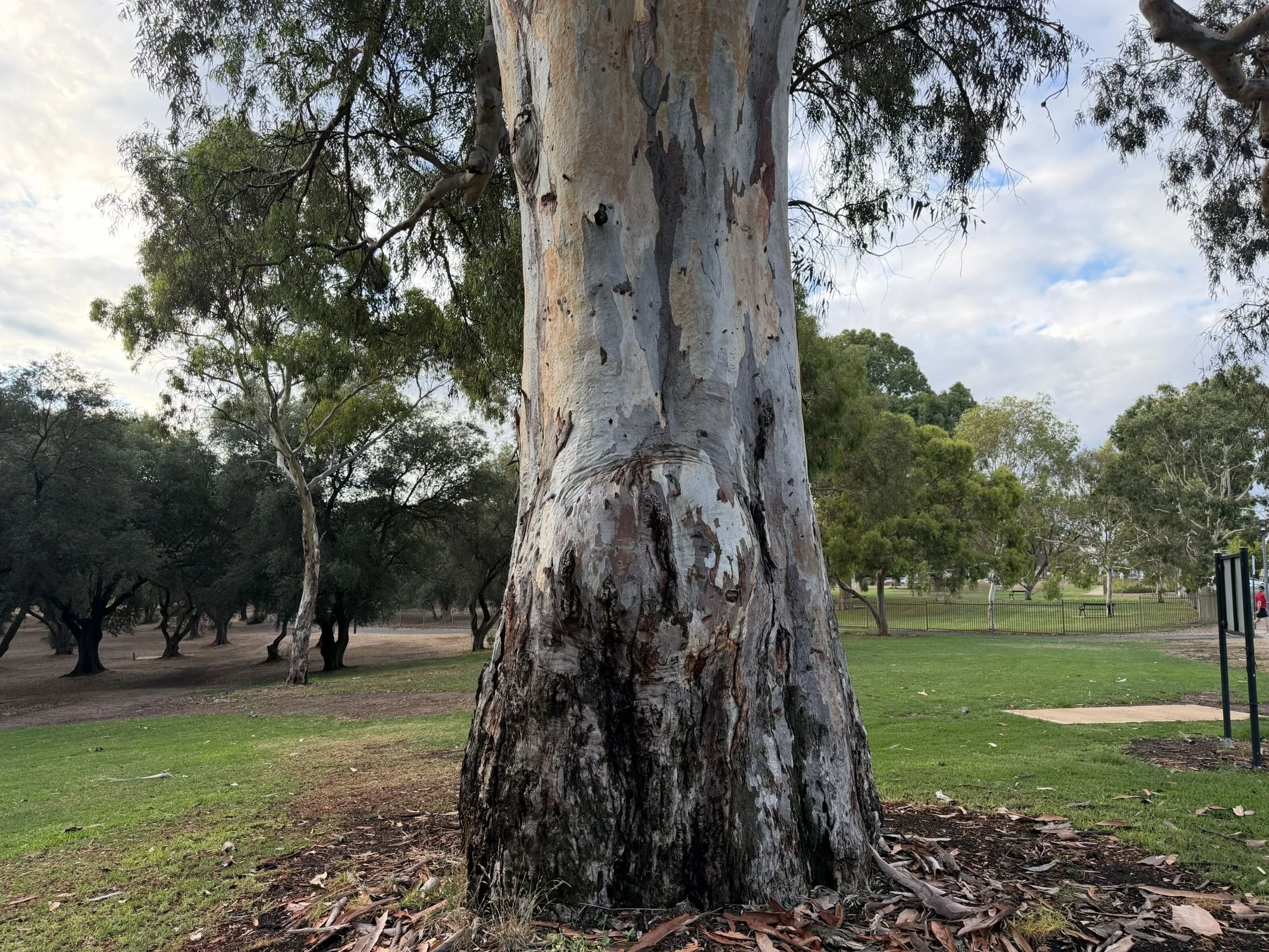 Site #4 - East Tce bend, 150-year-old River Red Gum